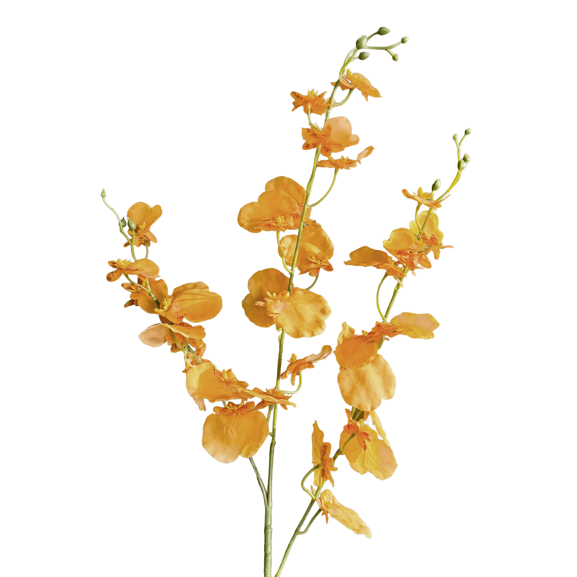 Oncidium Orchid — Clementine Aura