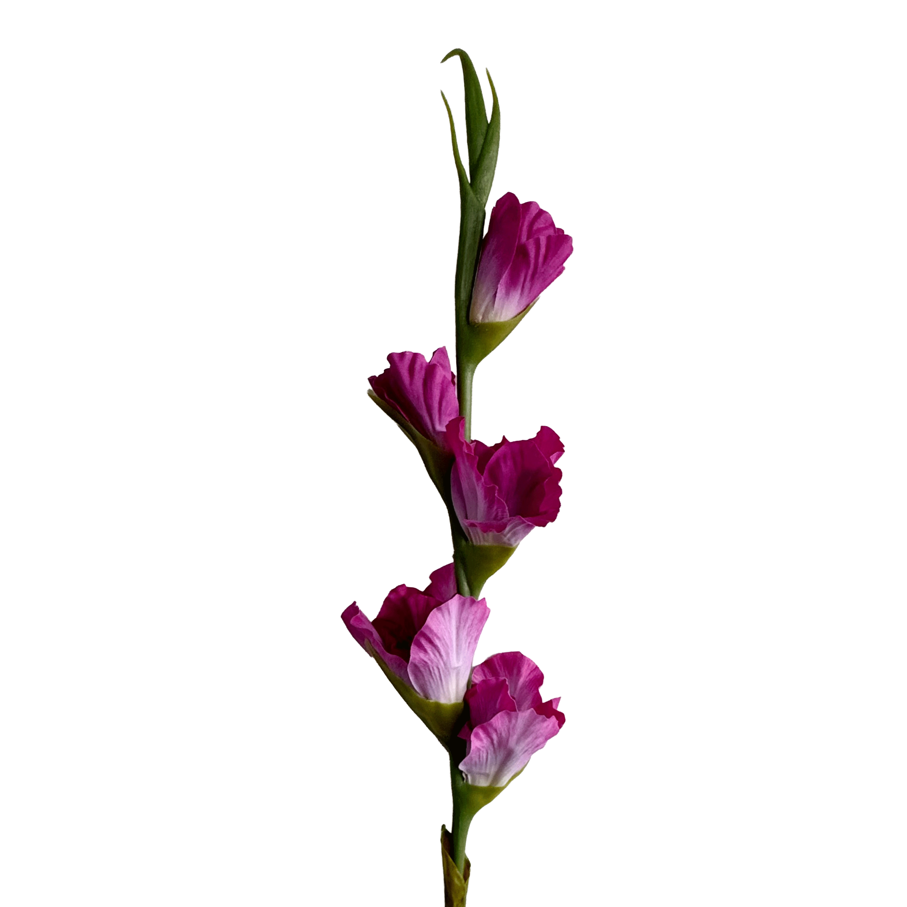 Gladiolus — Fuchsia