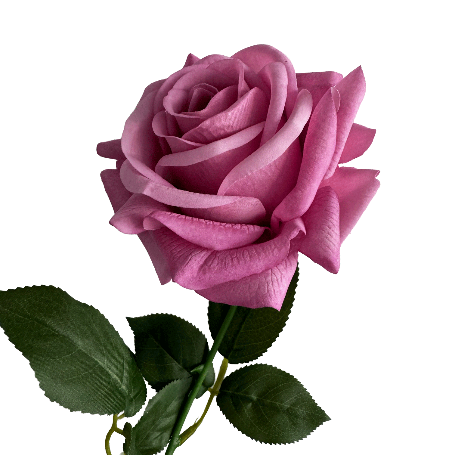 Artful Garden Rose — Orchid Pink