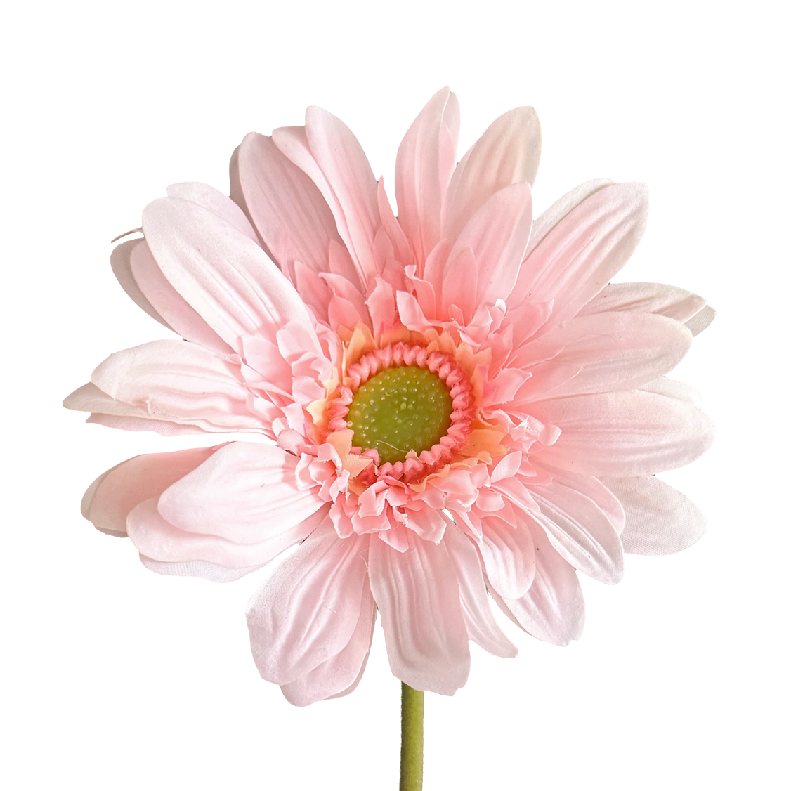 Gerbera — Tender Pink
