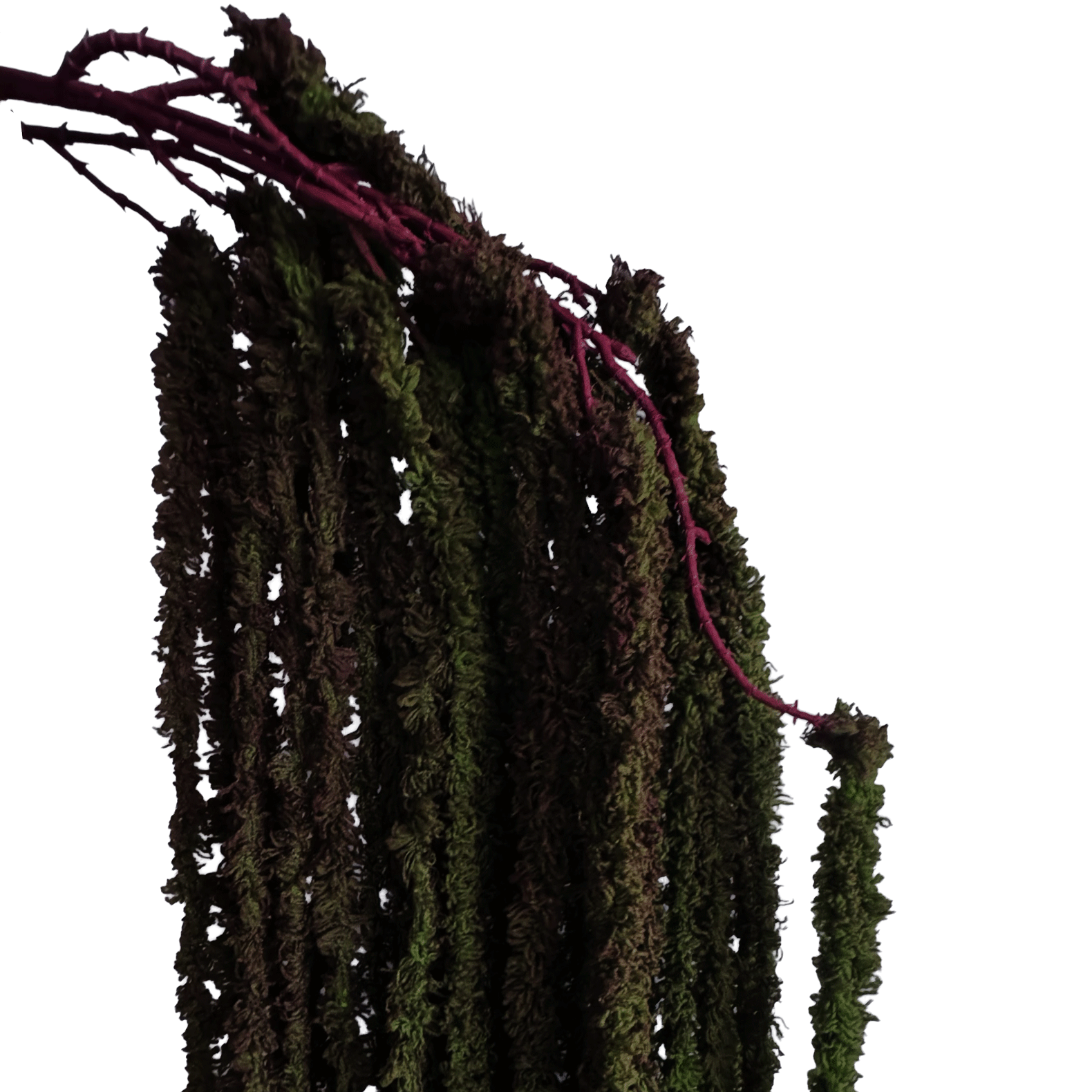 Cascading Millet Grass Stem — Forest Green