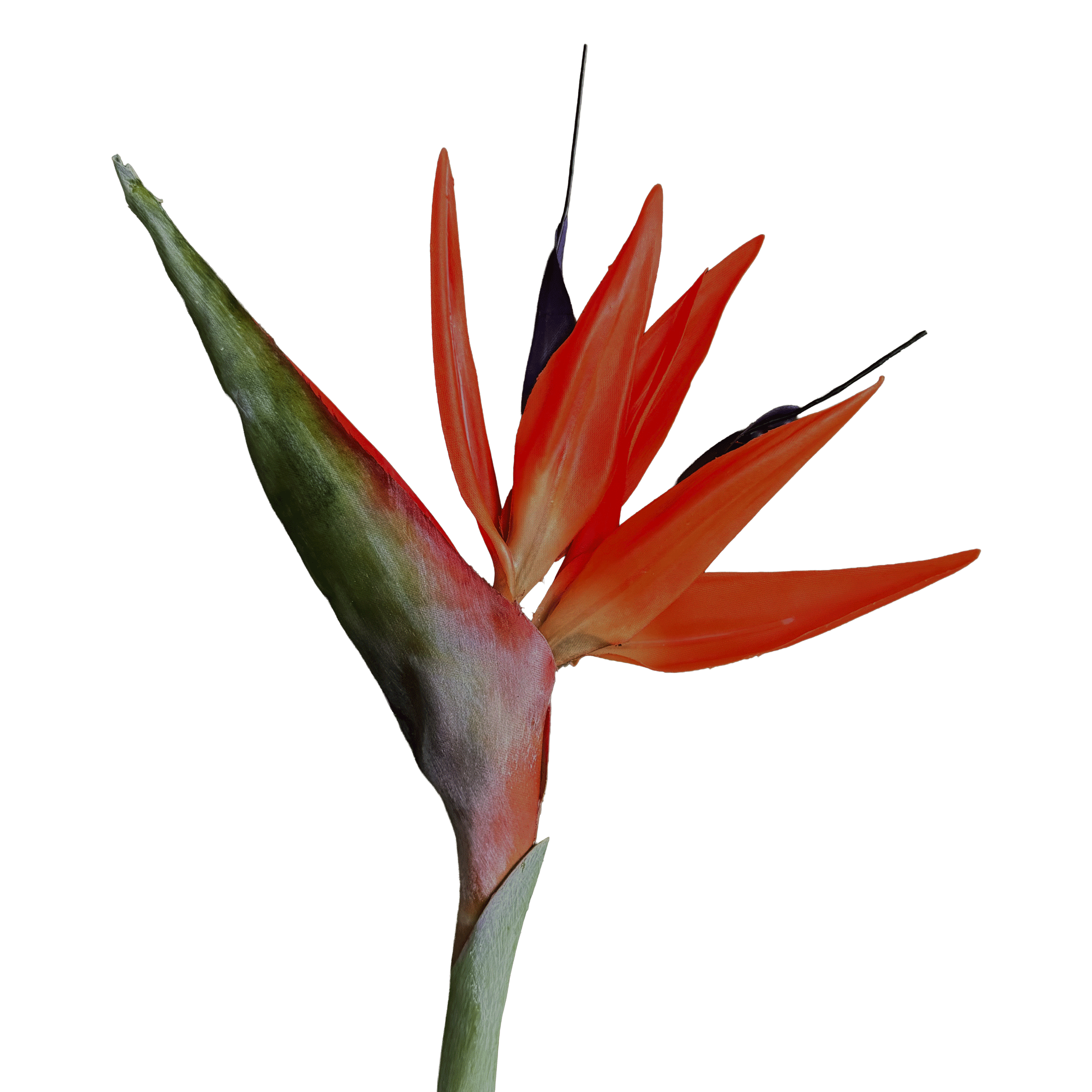 Strelitzia (Bird of Paradise) — Fire Orange & Violet