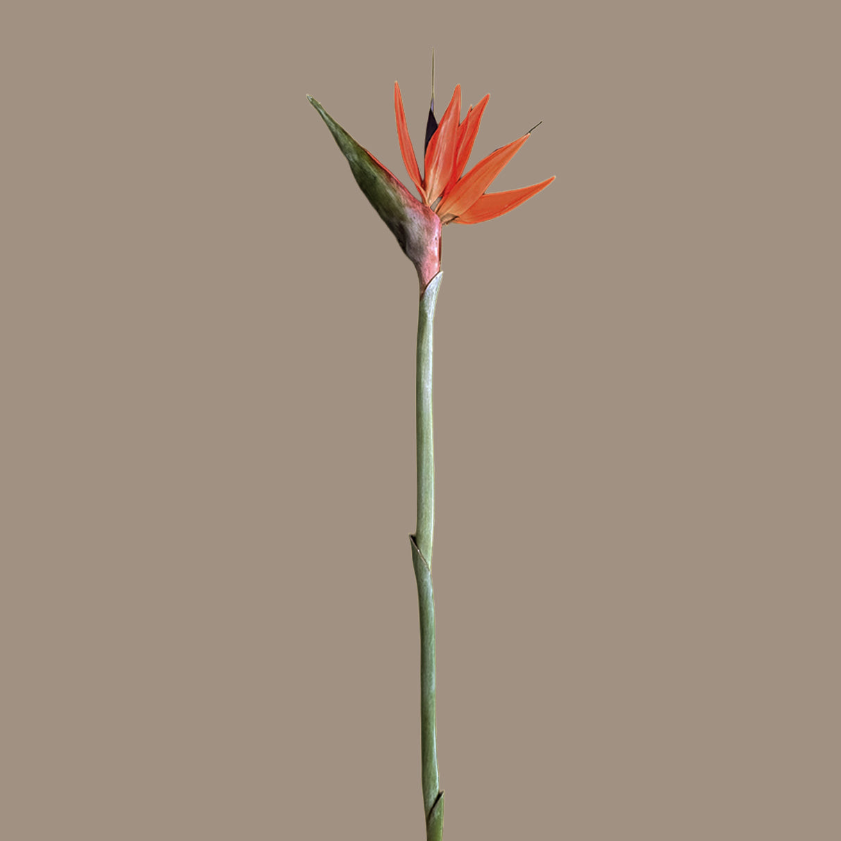 Strelitzia (Bird of Paradise) — Fire Orange & Violet