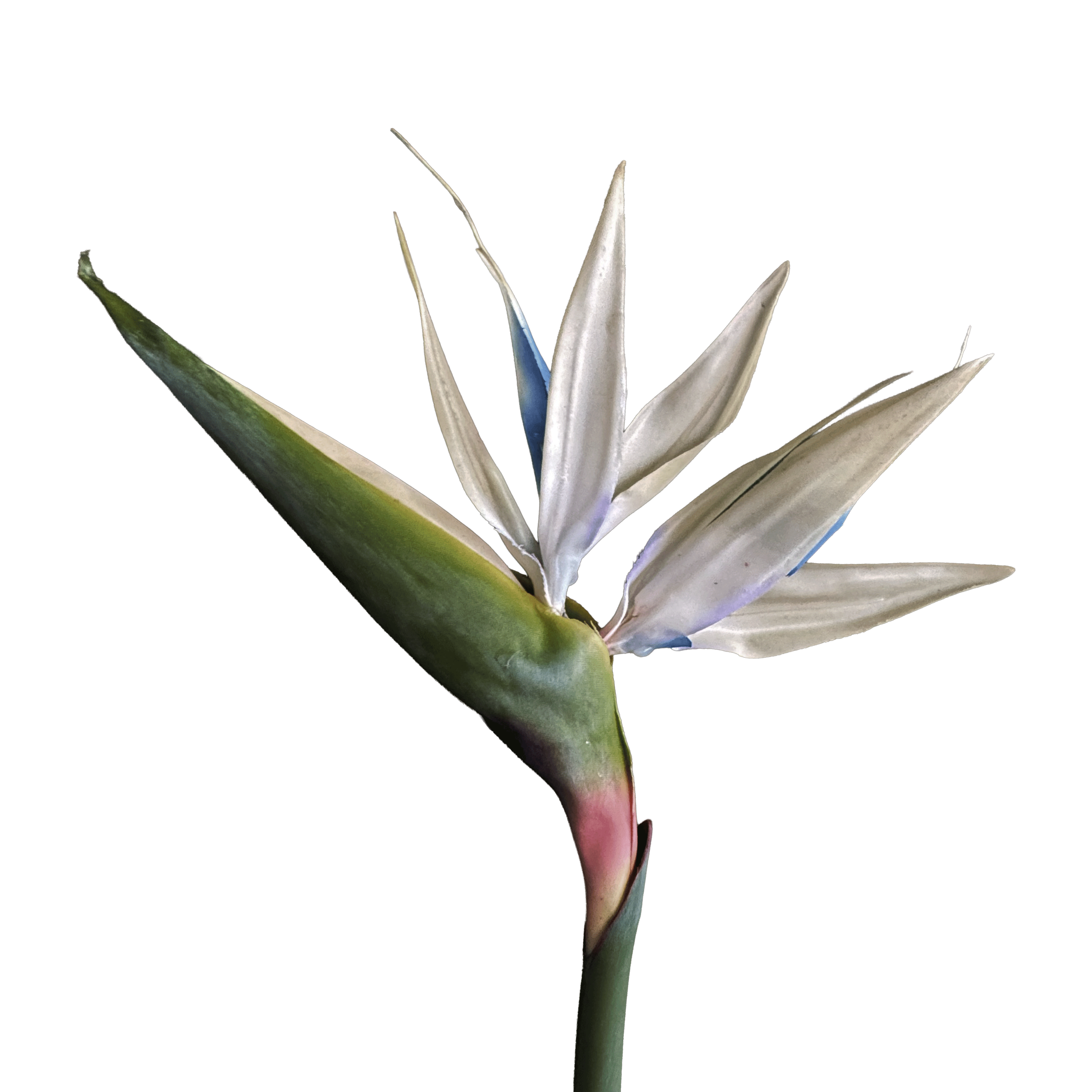 Strelitzia (Bird of Paradise) — Porcelain White & Cobalt