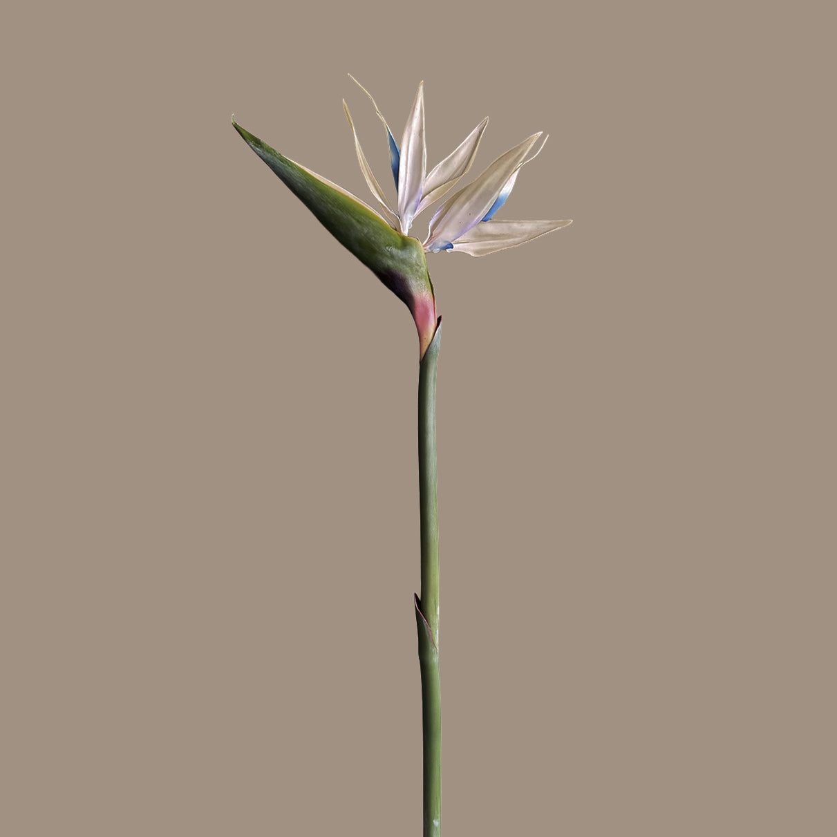 Strelitzia (Bird of Paradise) — Porcelain White & Cobalt