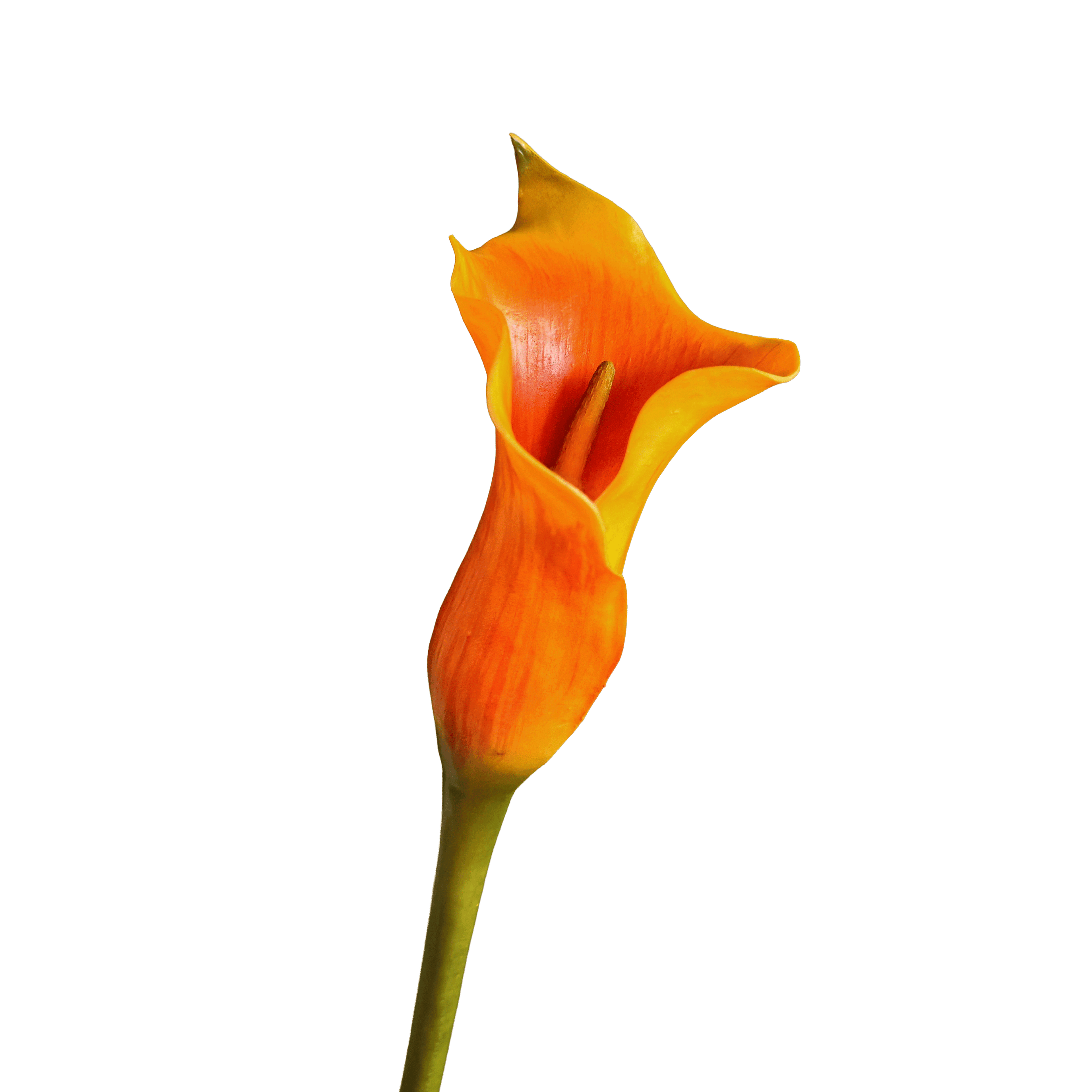 Calla Lily — Ember Orange