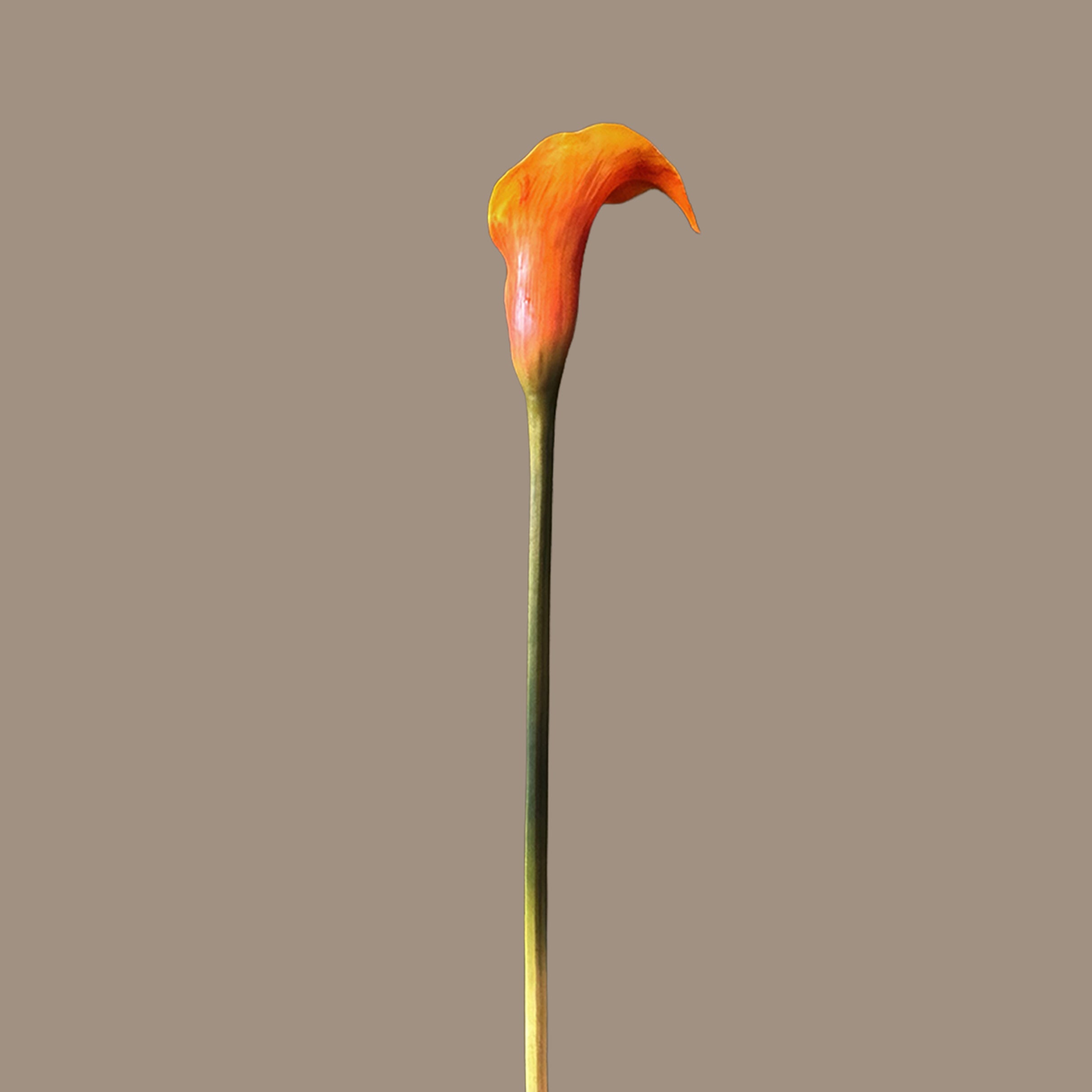 Calla Lily — Ember Orange