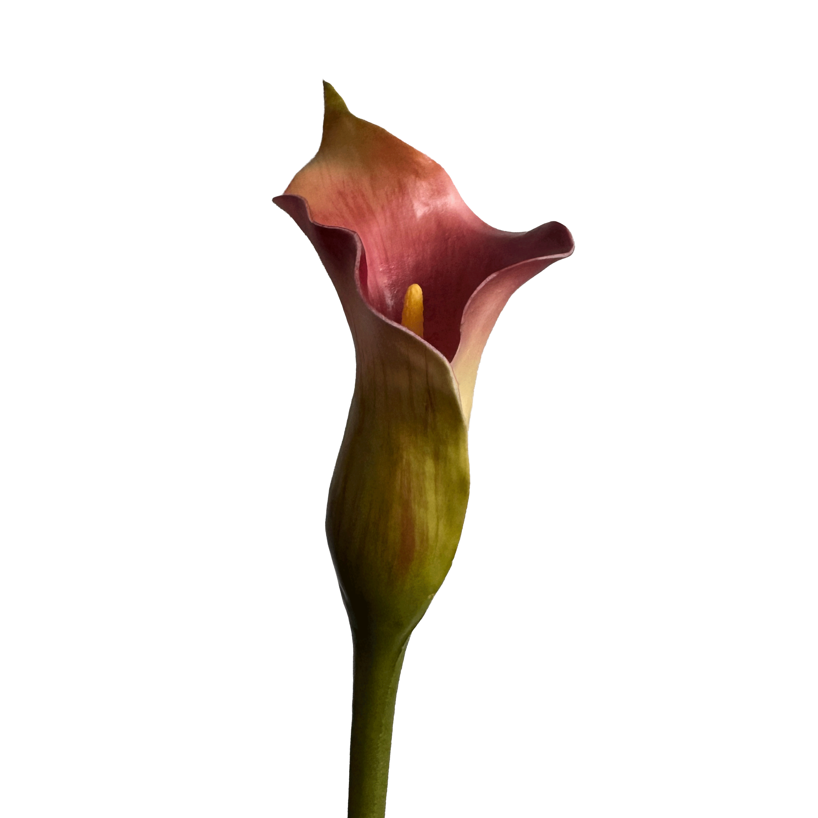 Calla Lily — Rouge Forest