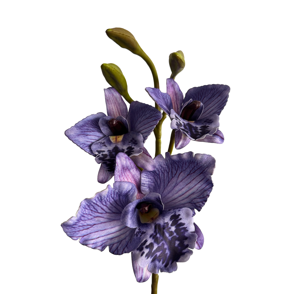 Cattleya Orchid — Vivid Purple