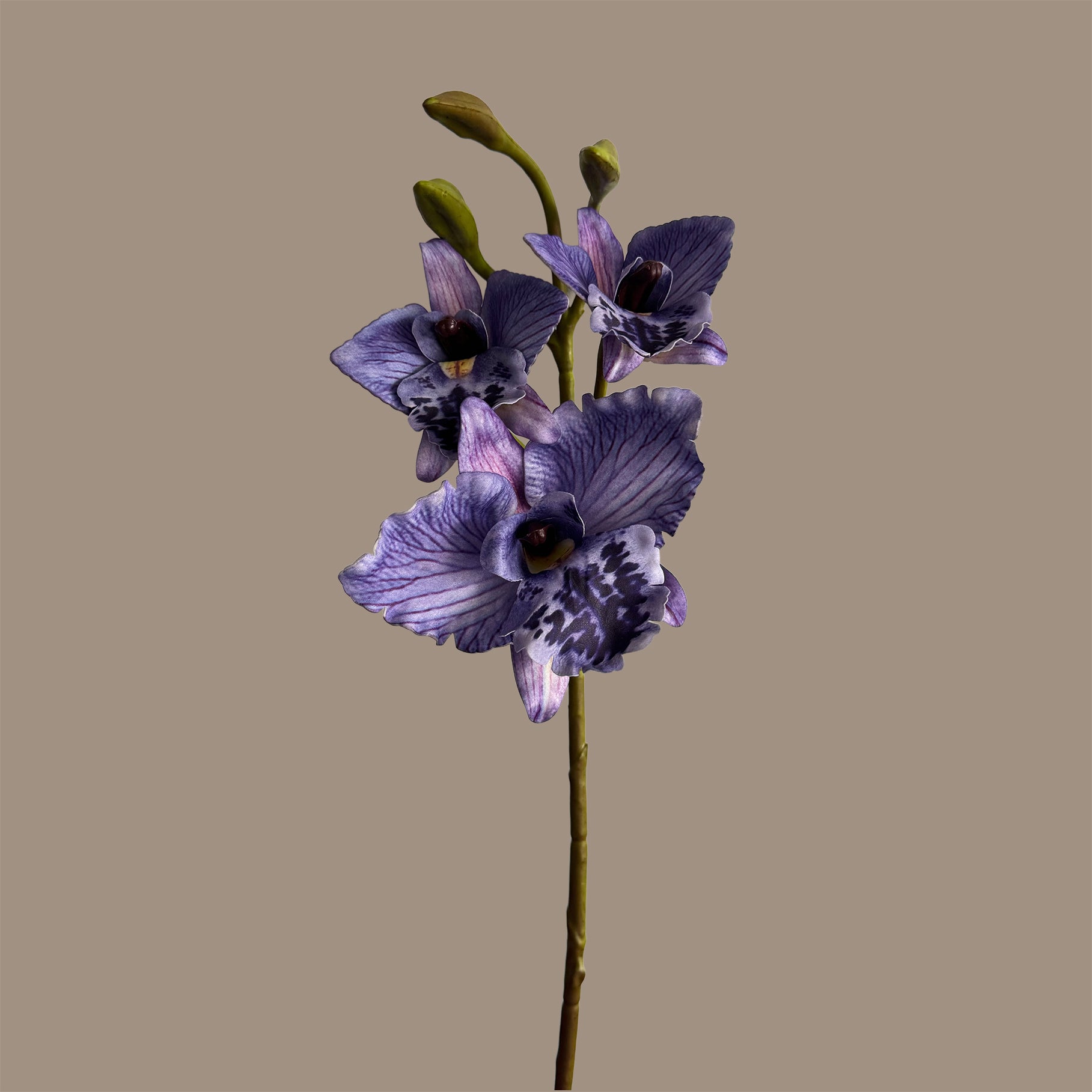 Cattleya Orchid — Vivid Purple