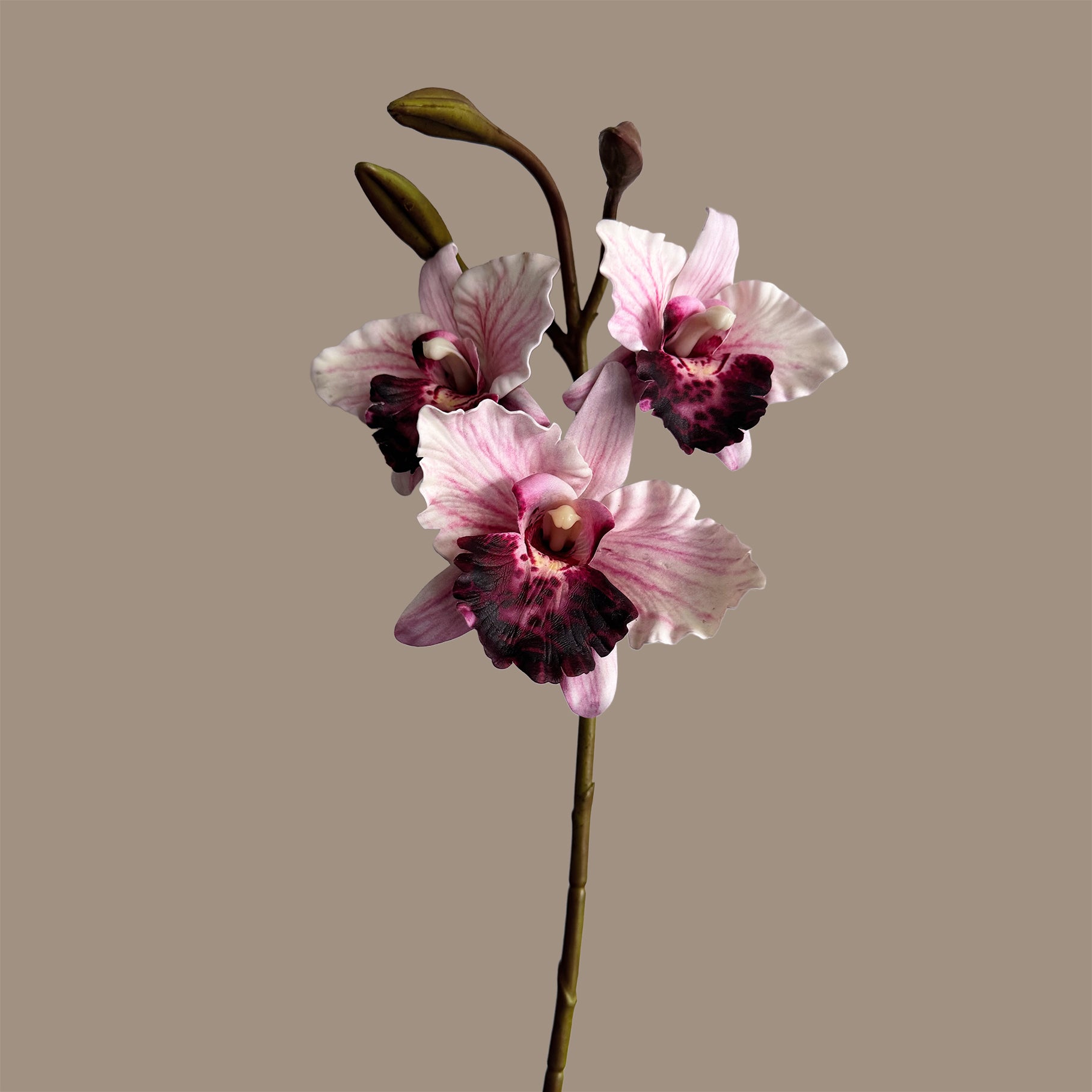 Cattleya Orchid — Misty Pink