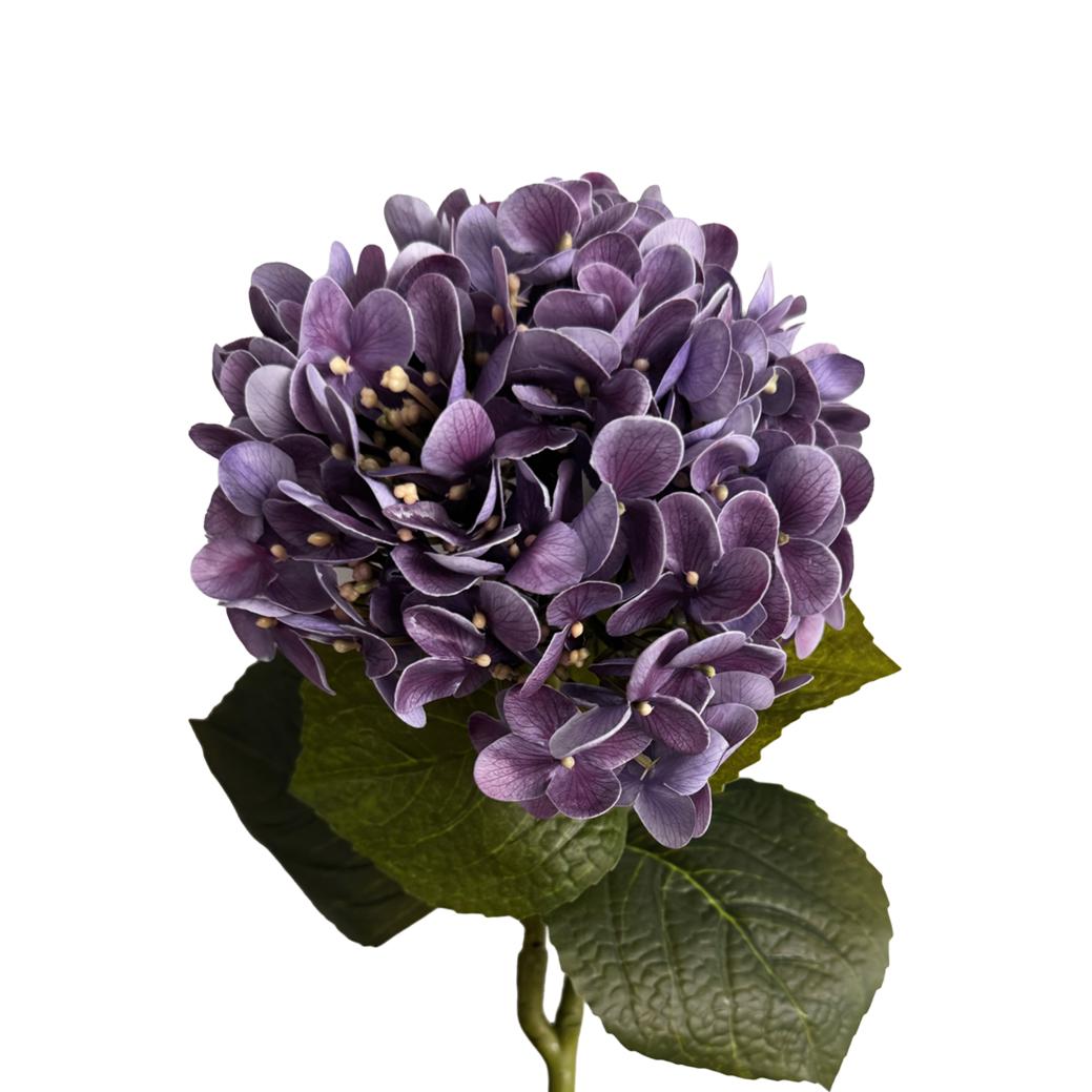 Graceful Hydrangea — Haze Purple