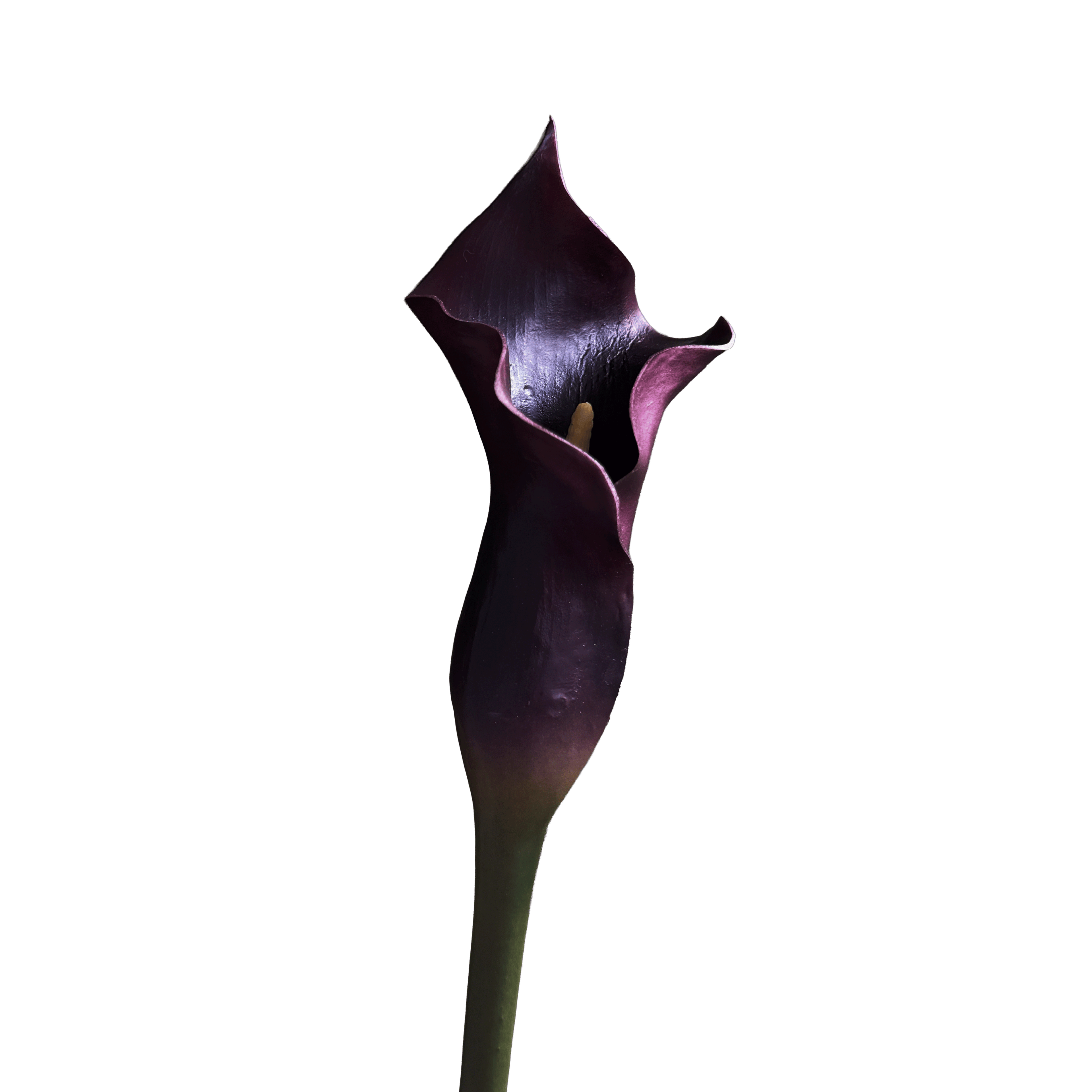 Calla Lily — Aubergine Violet