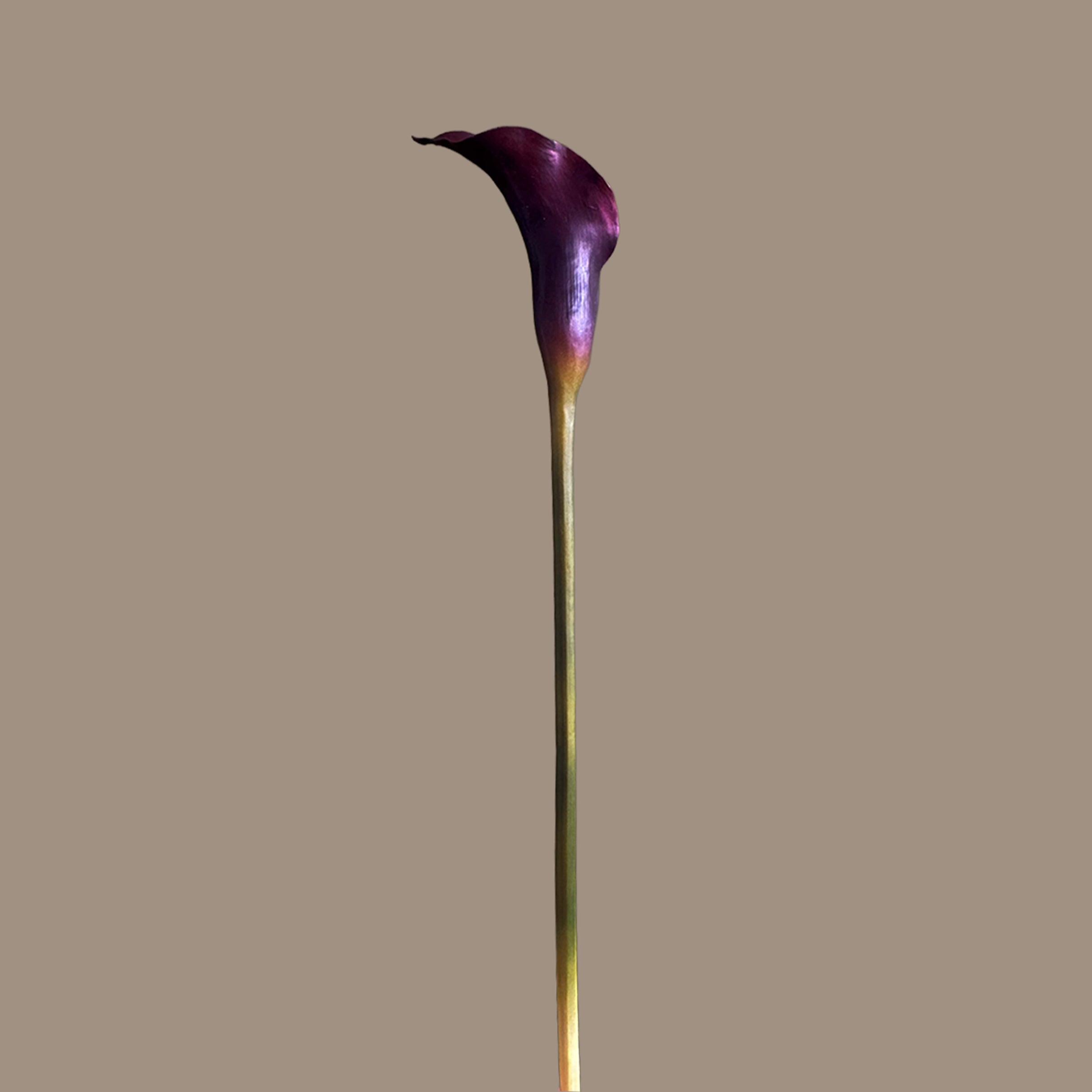 Calla Lily — Aubergine Violet