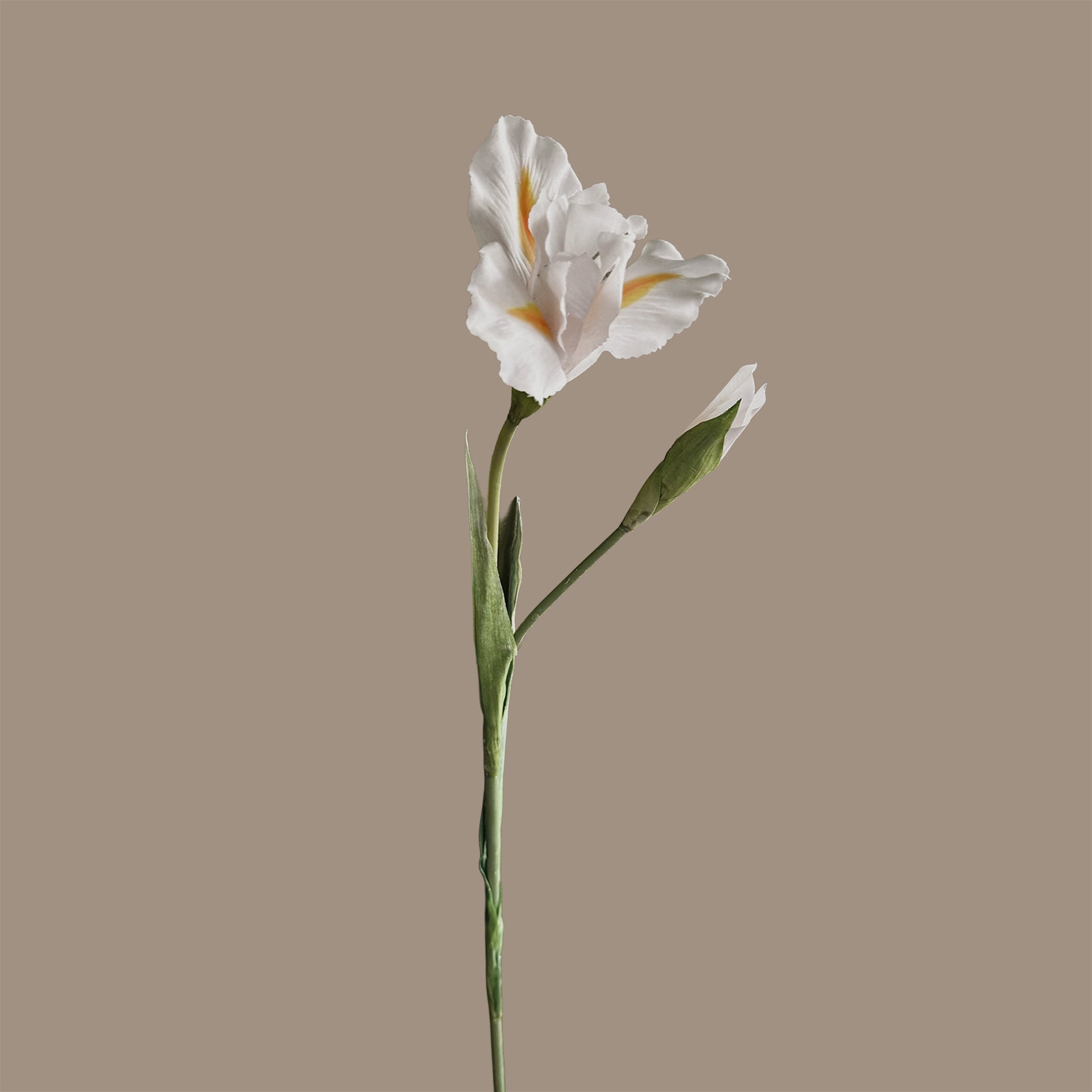 Iris — Bright White