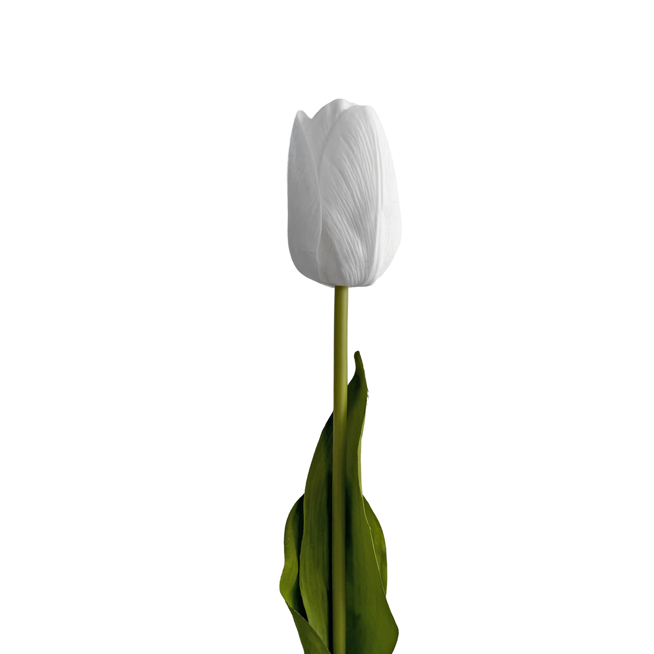 Tulip — Clear White