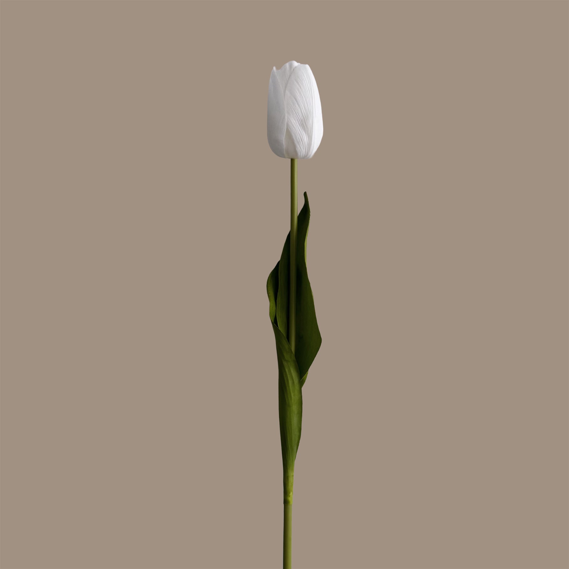 Tulip — Clear White