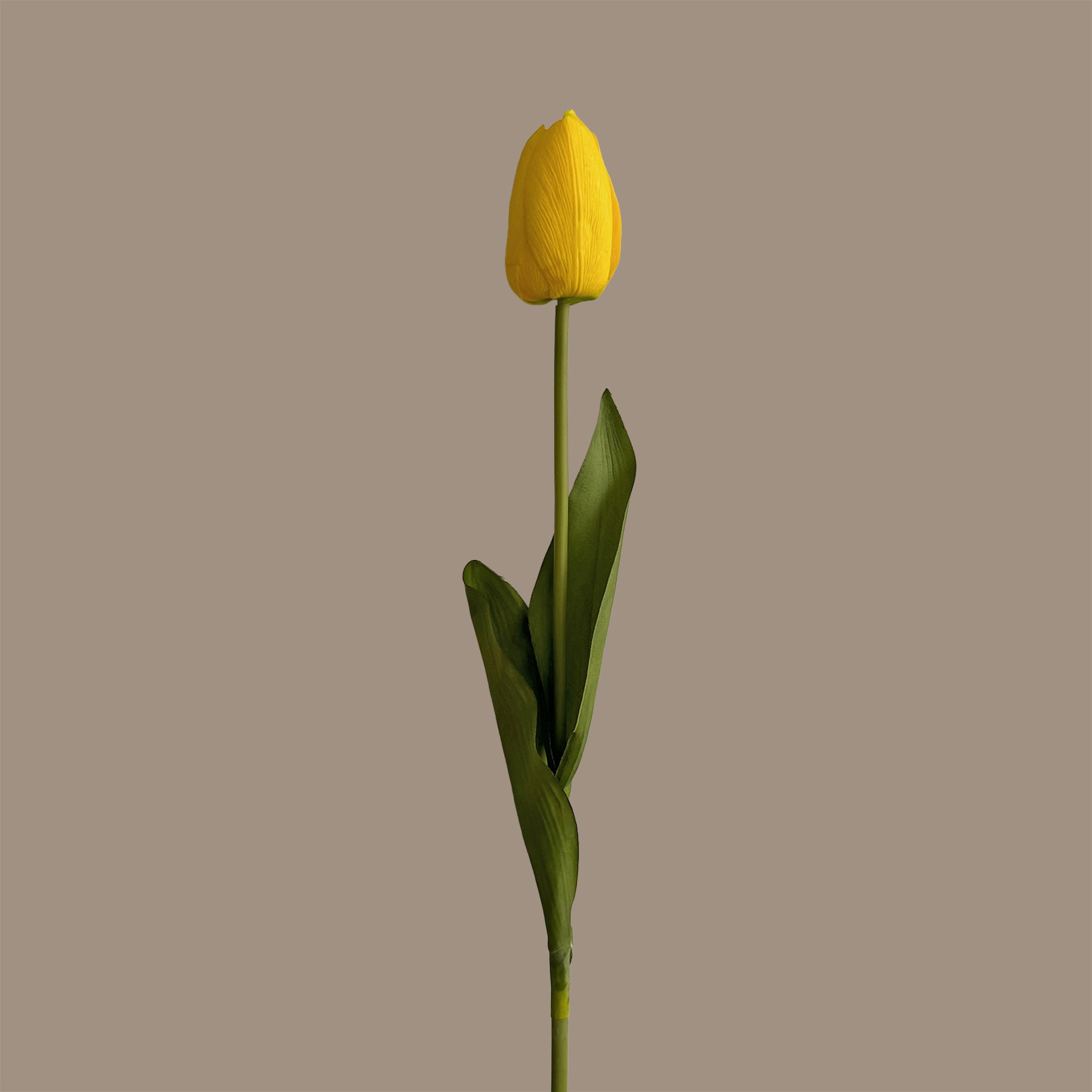Tulip — Vivid Yellow