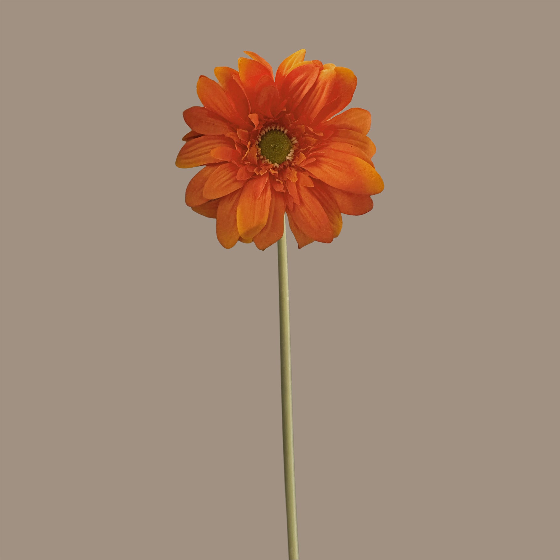 Gerbera — Persimmon Orange