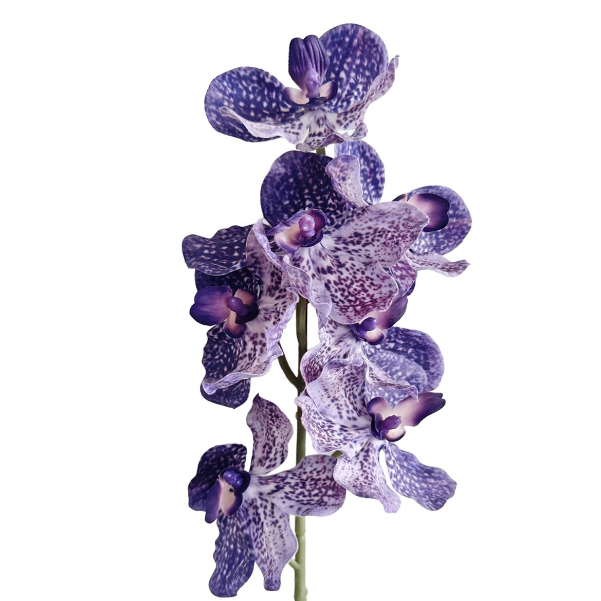 Vanda Orchid — Tonal Purple