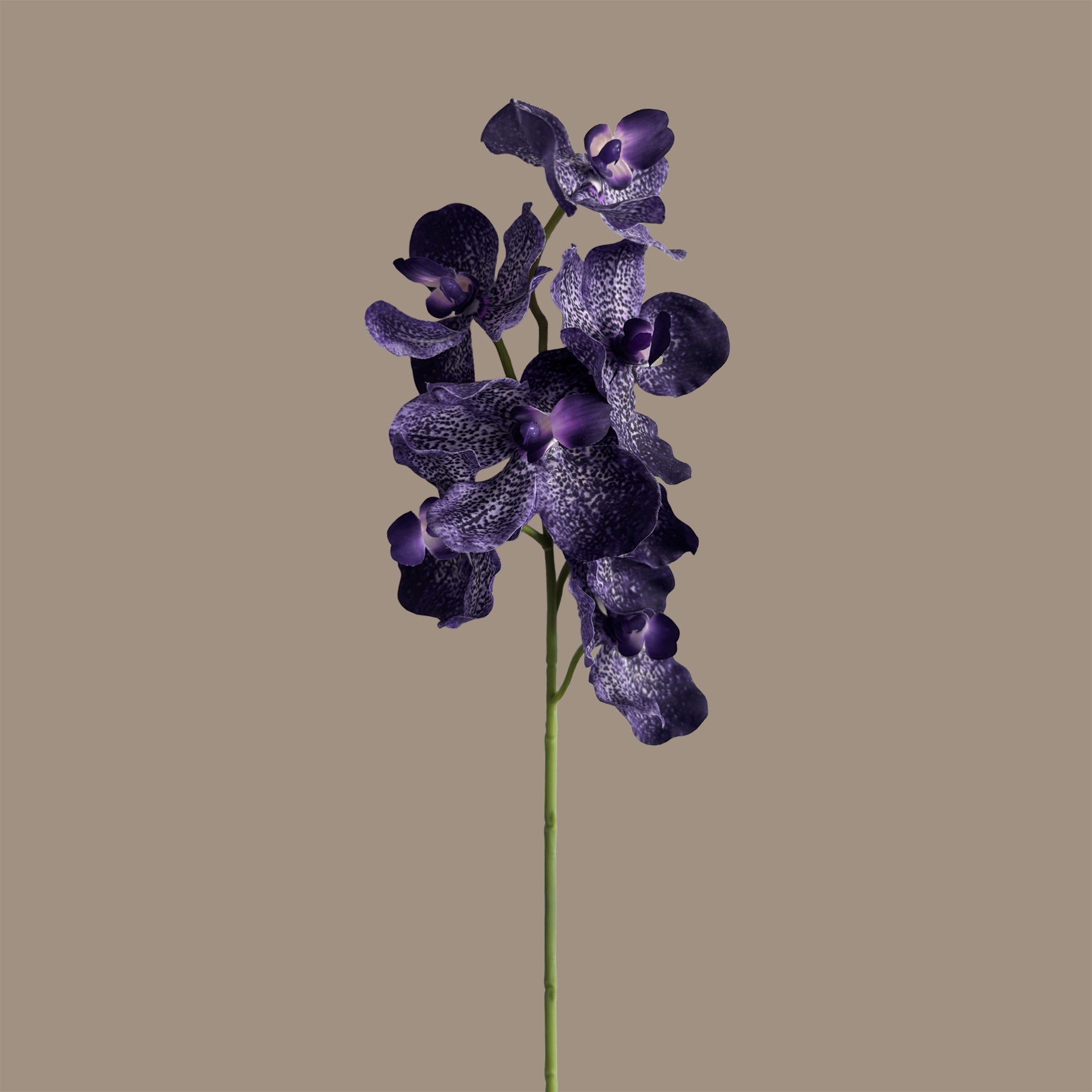 Vanda Orchid — Smoky Violet