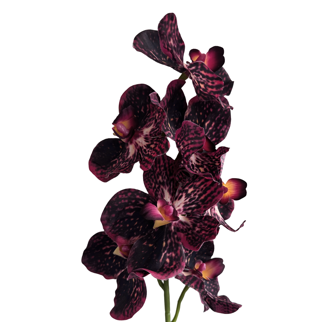 Vanda Orchid — Claret Violet Red