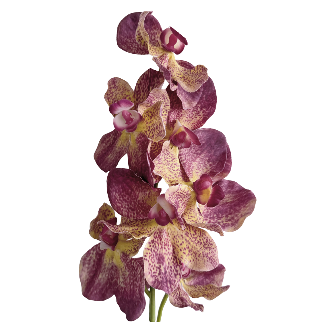 Vanda Orchid — Purple Amber