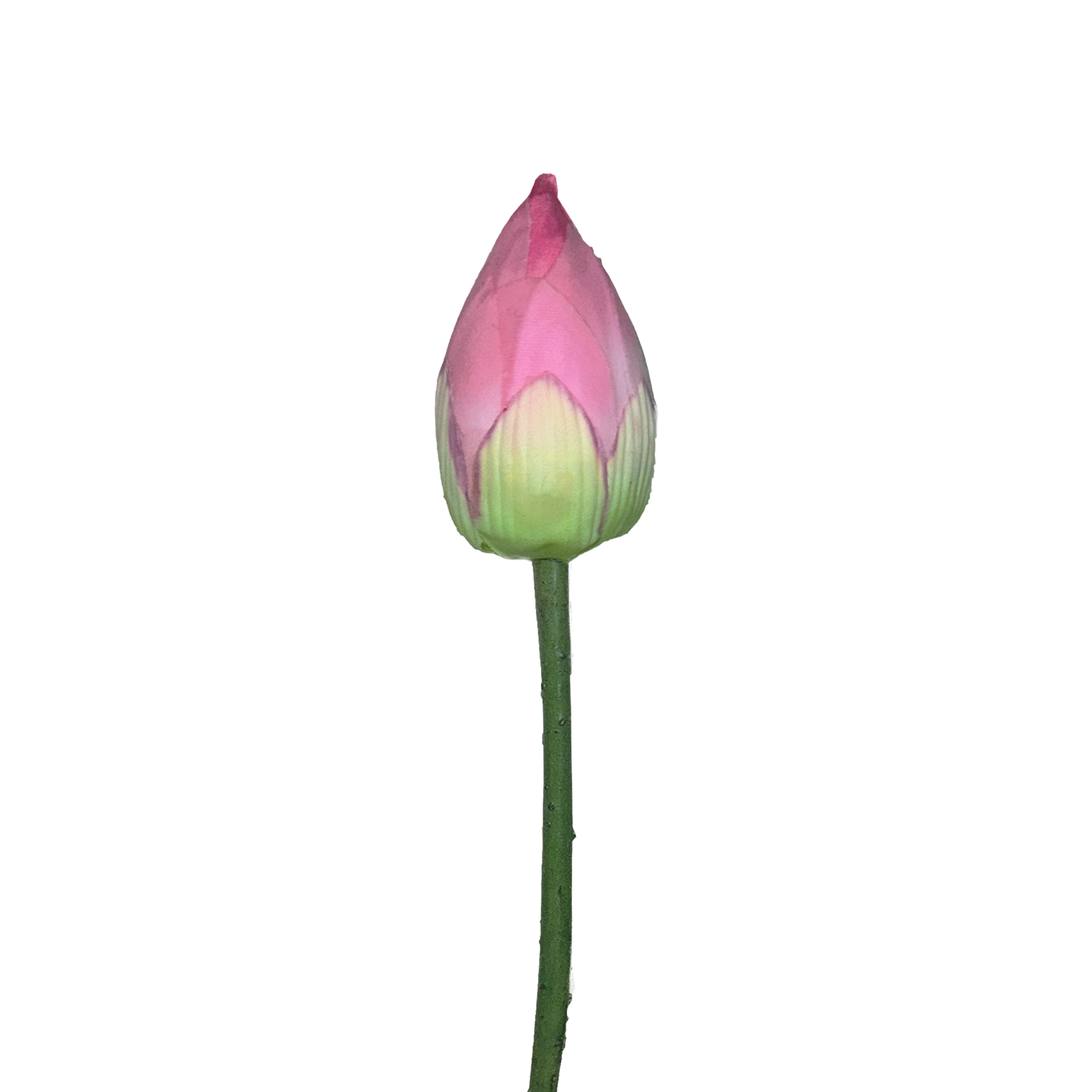 Zen Lotus Bud — Lotus Pink