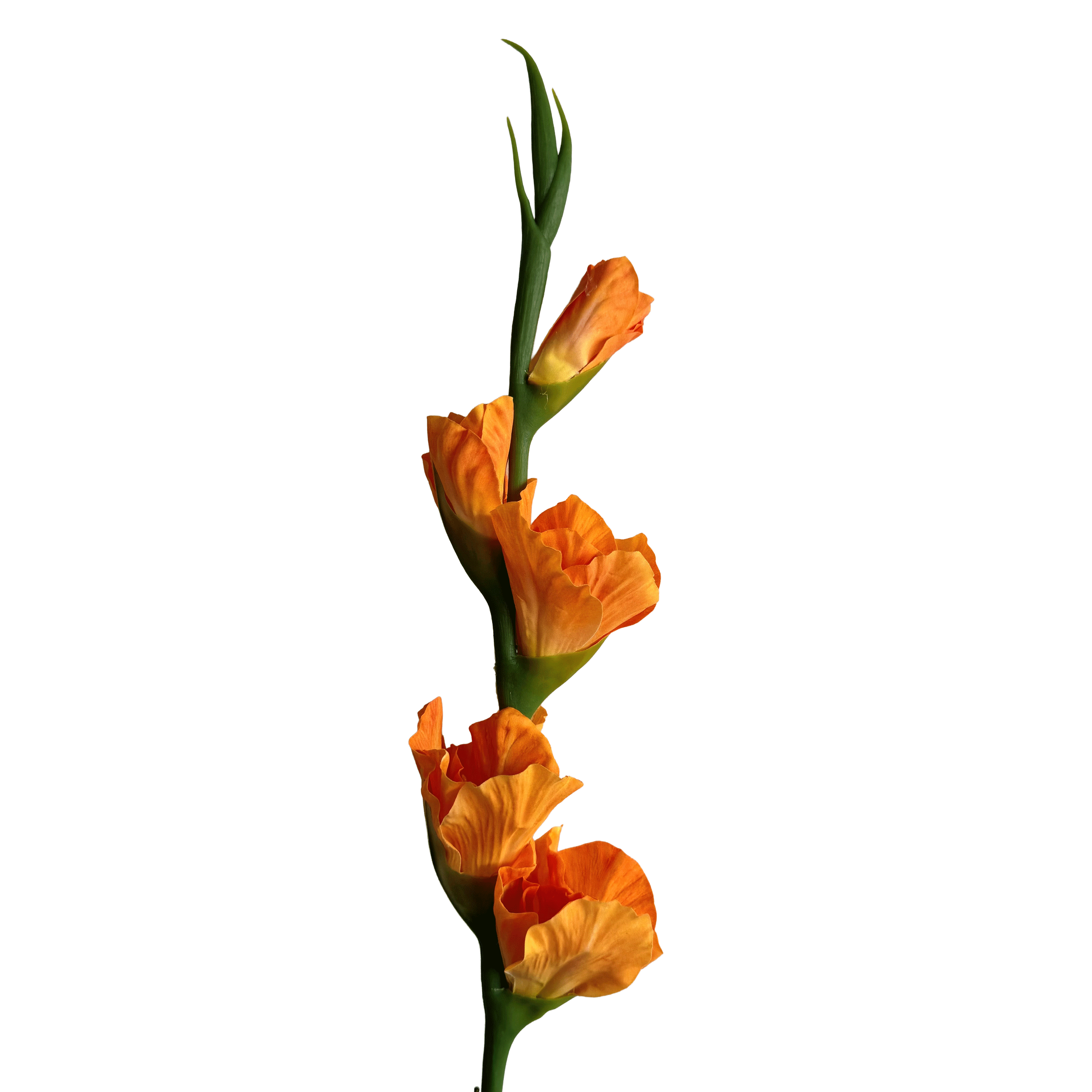 Gladiolus — Mandarin Orange