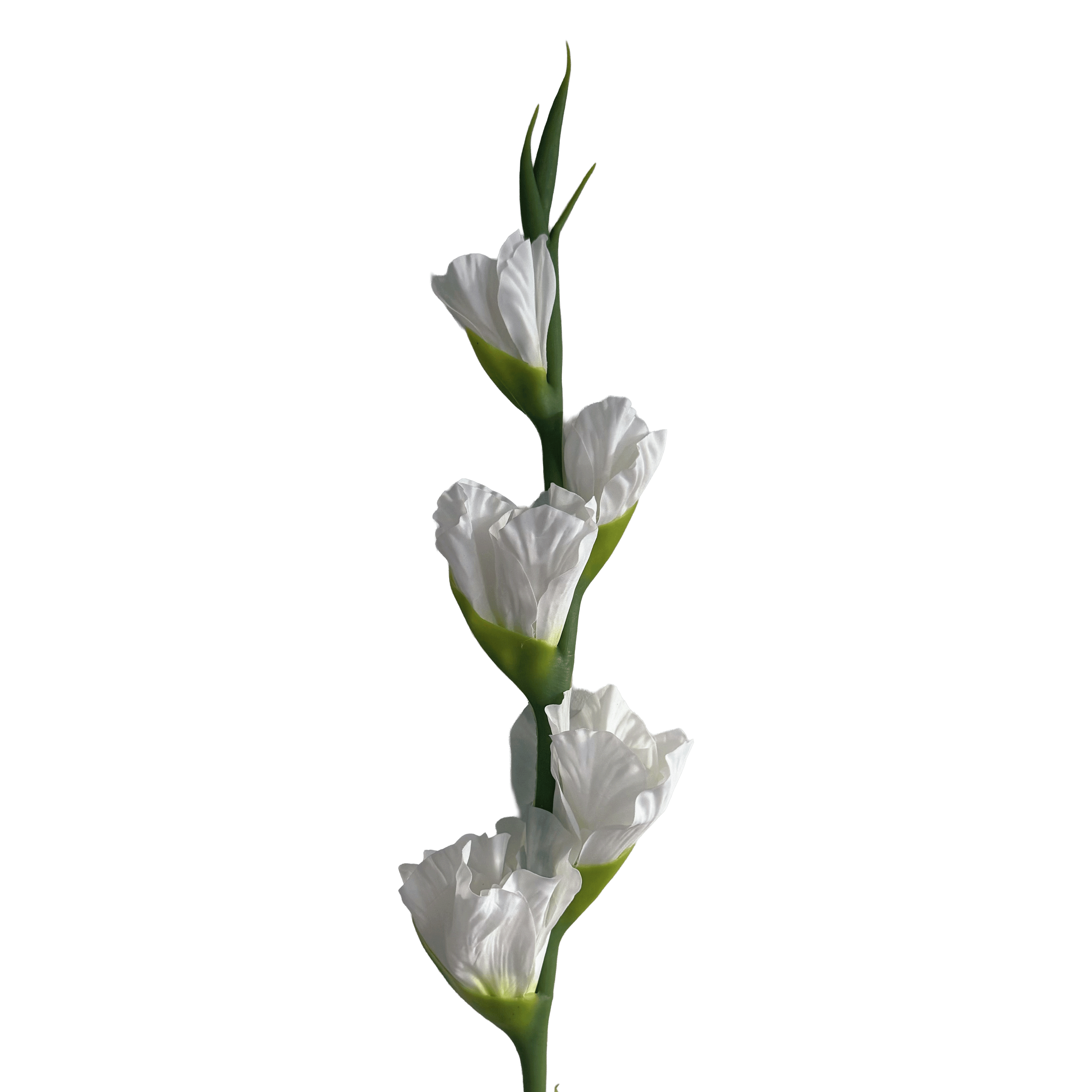 Gladiolus — Pure White