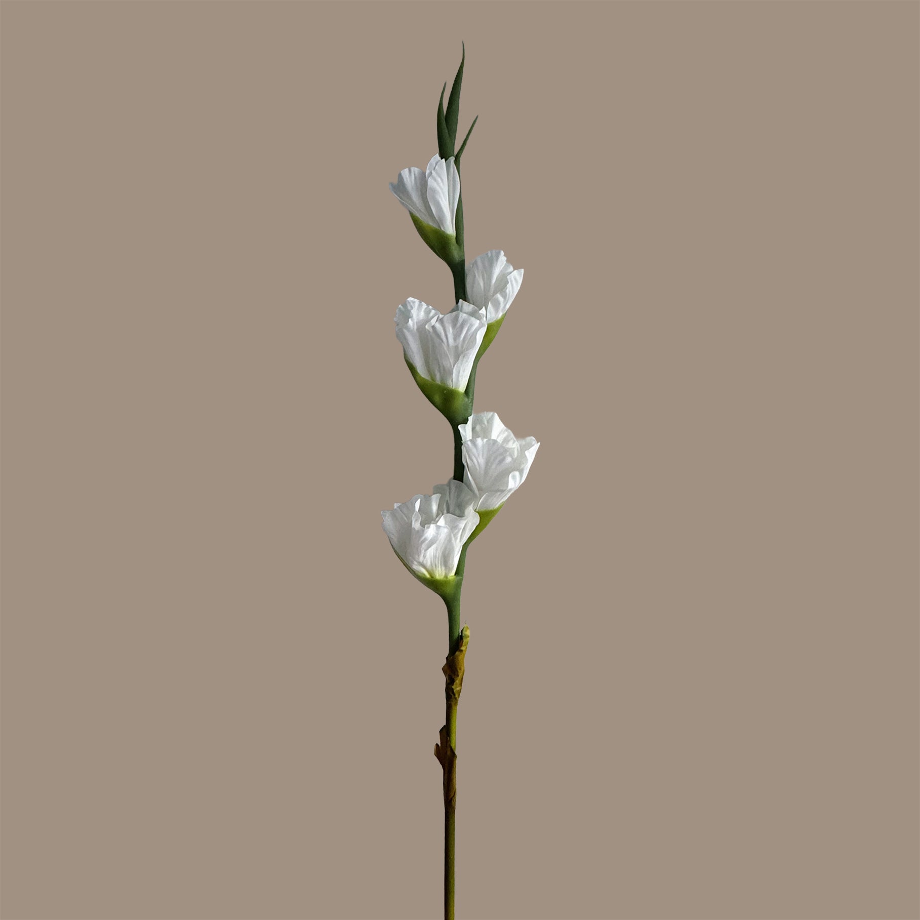 Gladiolus — Pure White