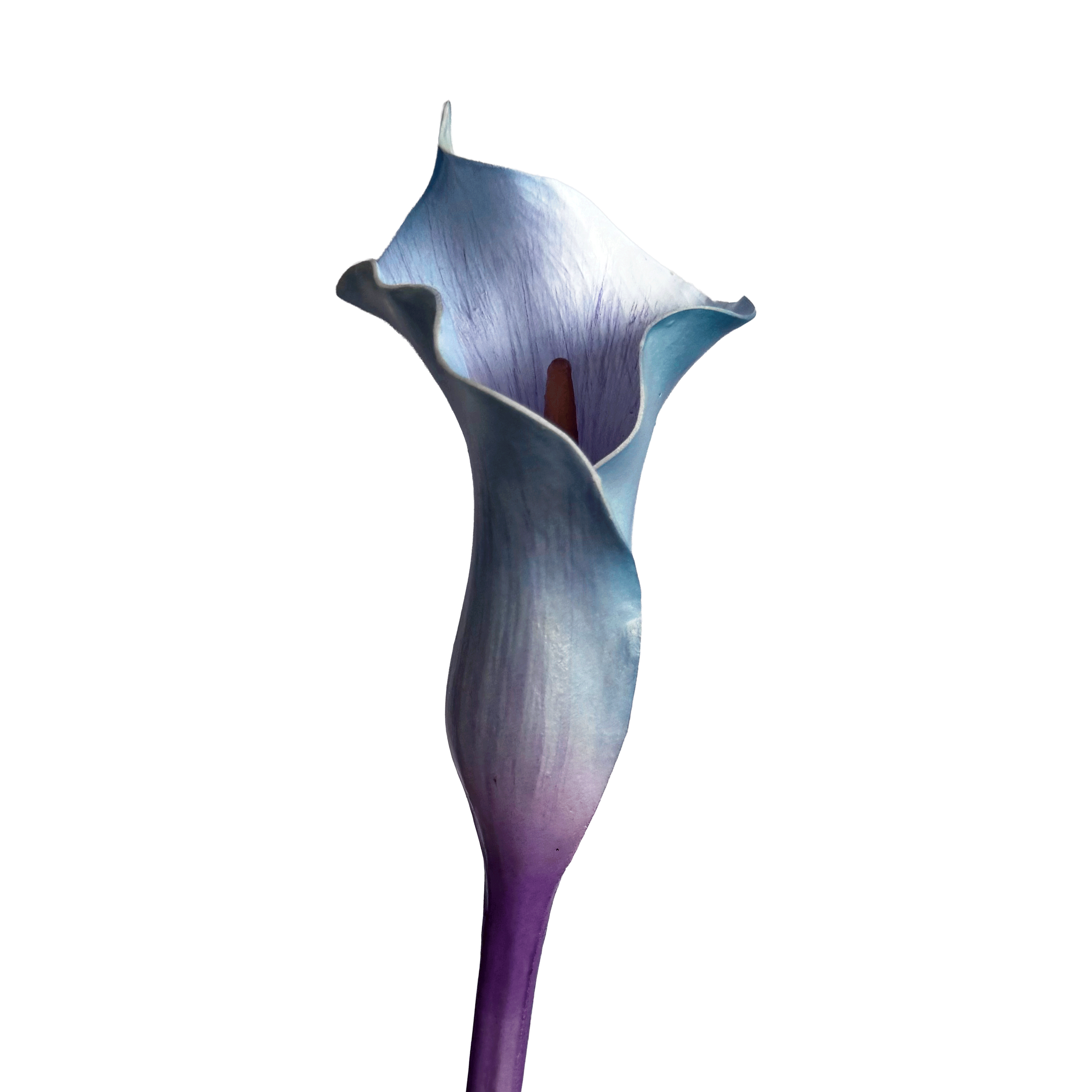 Calla Lily — Blue-Violet Bicolour