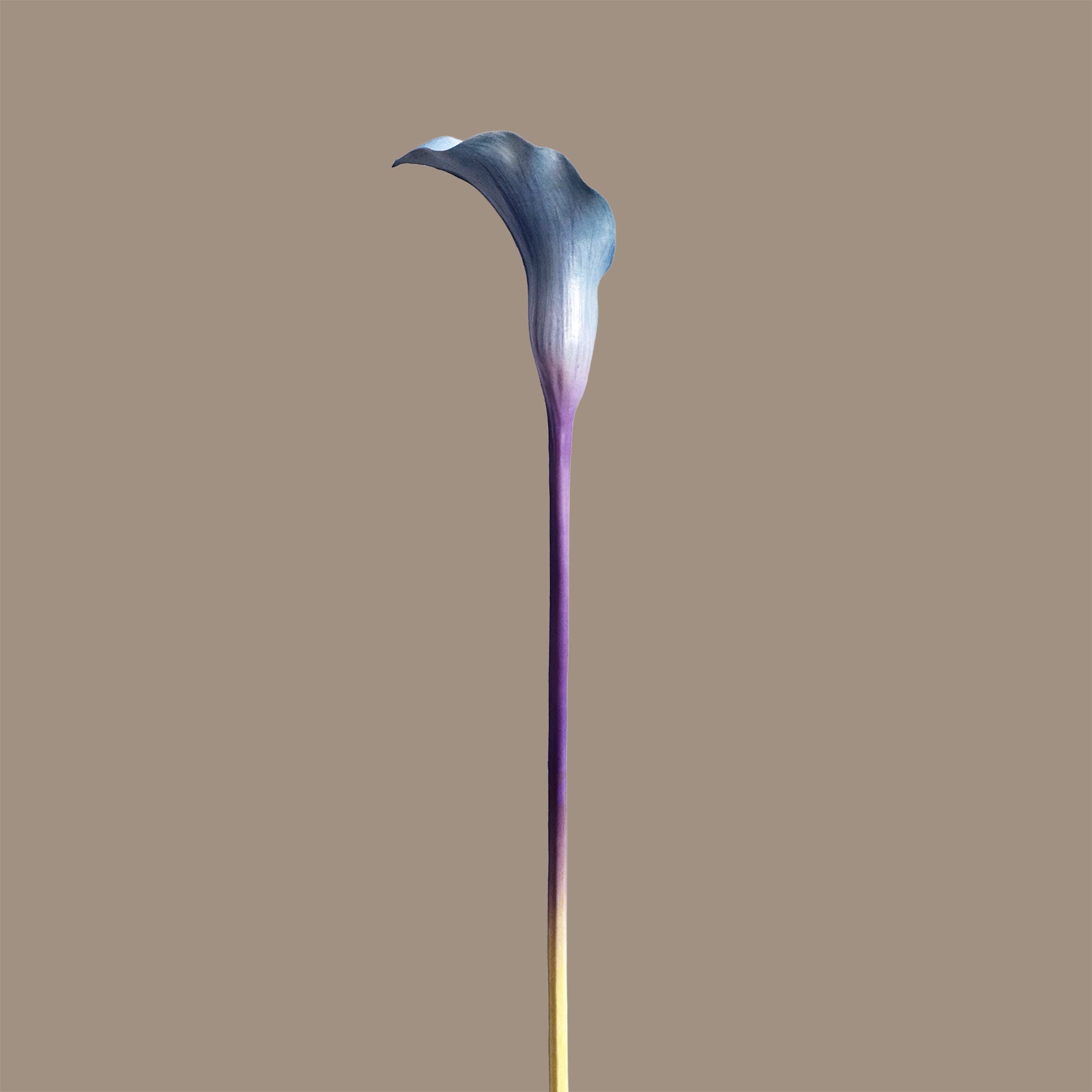 Calla Lily — Blue-Violet Bicolour