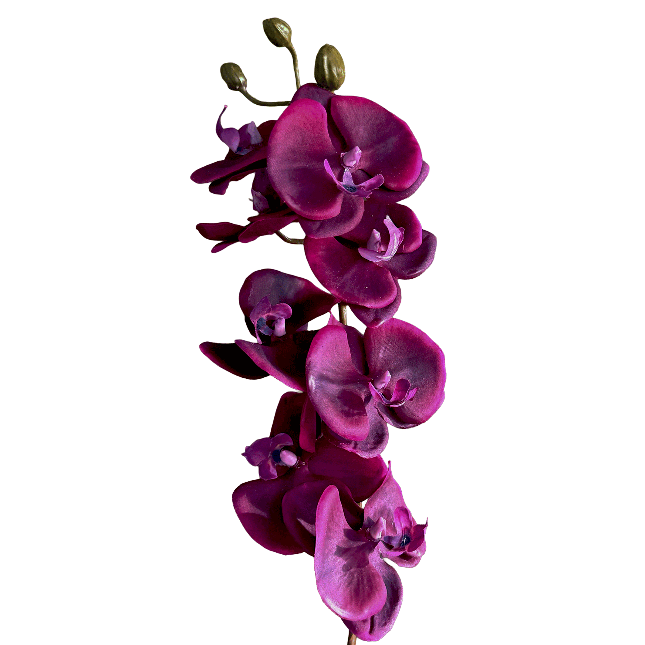 Profile-Slim Phalaenopsis Orchid — Amethyst Fuchsia