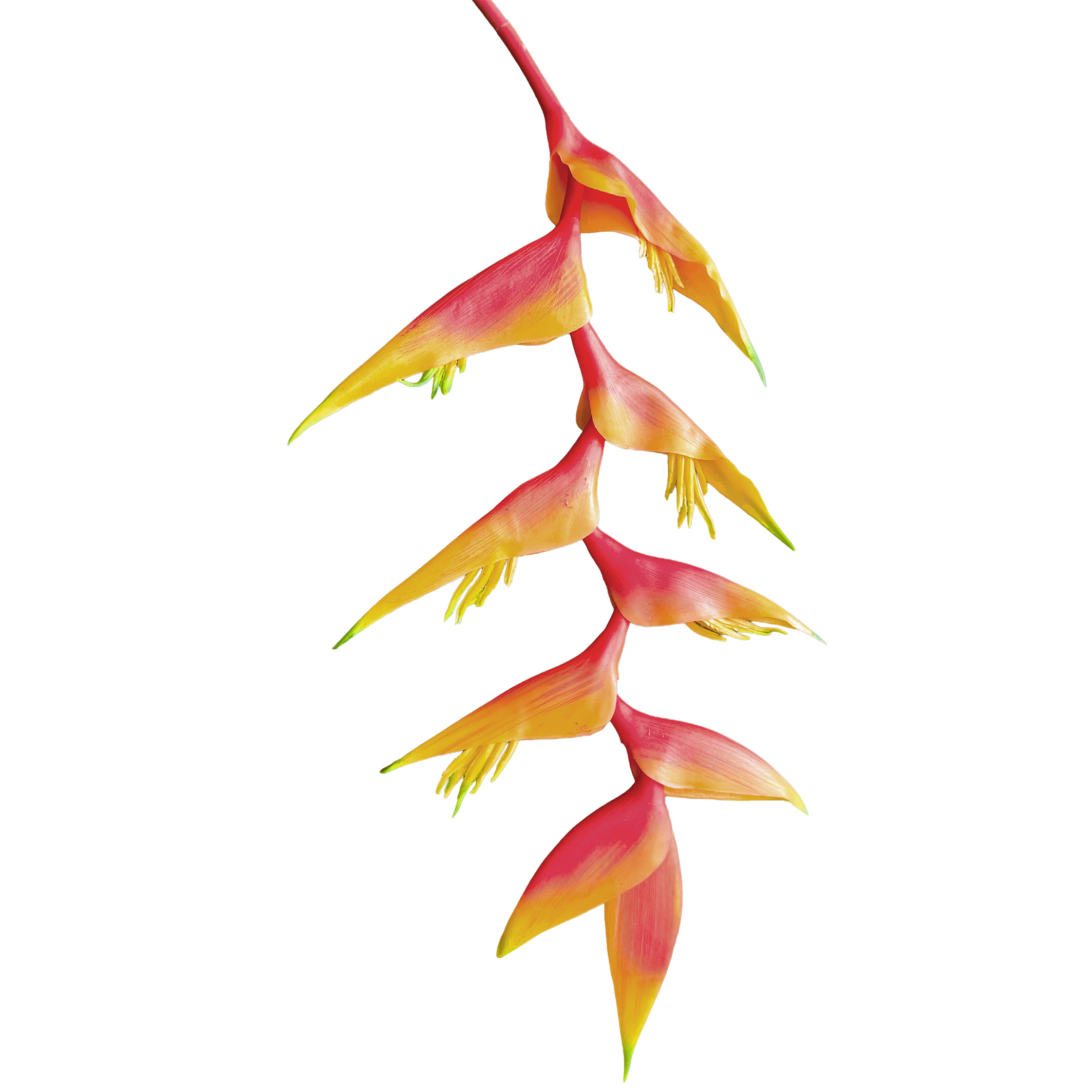 Heliconia (Trailing) — Sunset