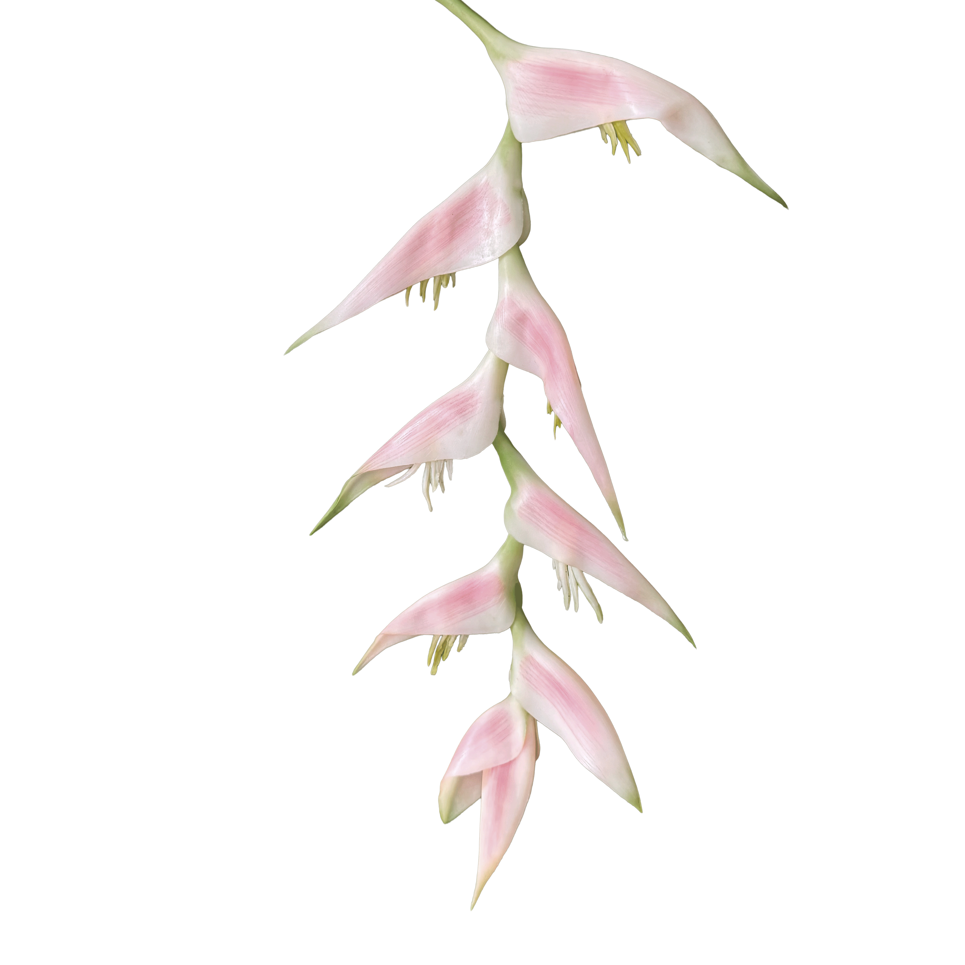 Heliconia (Trailing) — Porcelain Blush