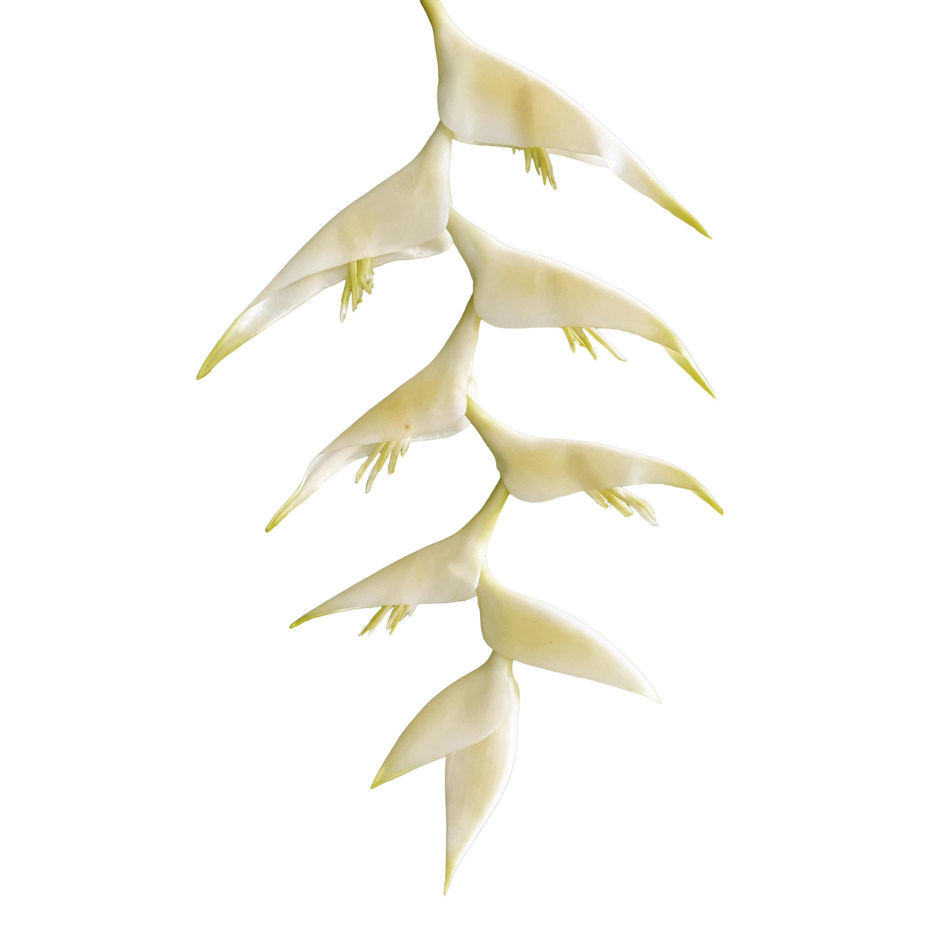 Heliconia (Trailing) — Buttercream