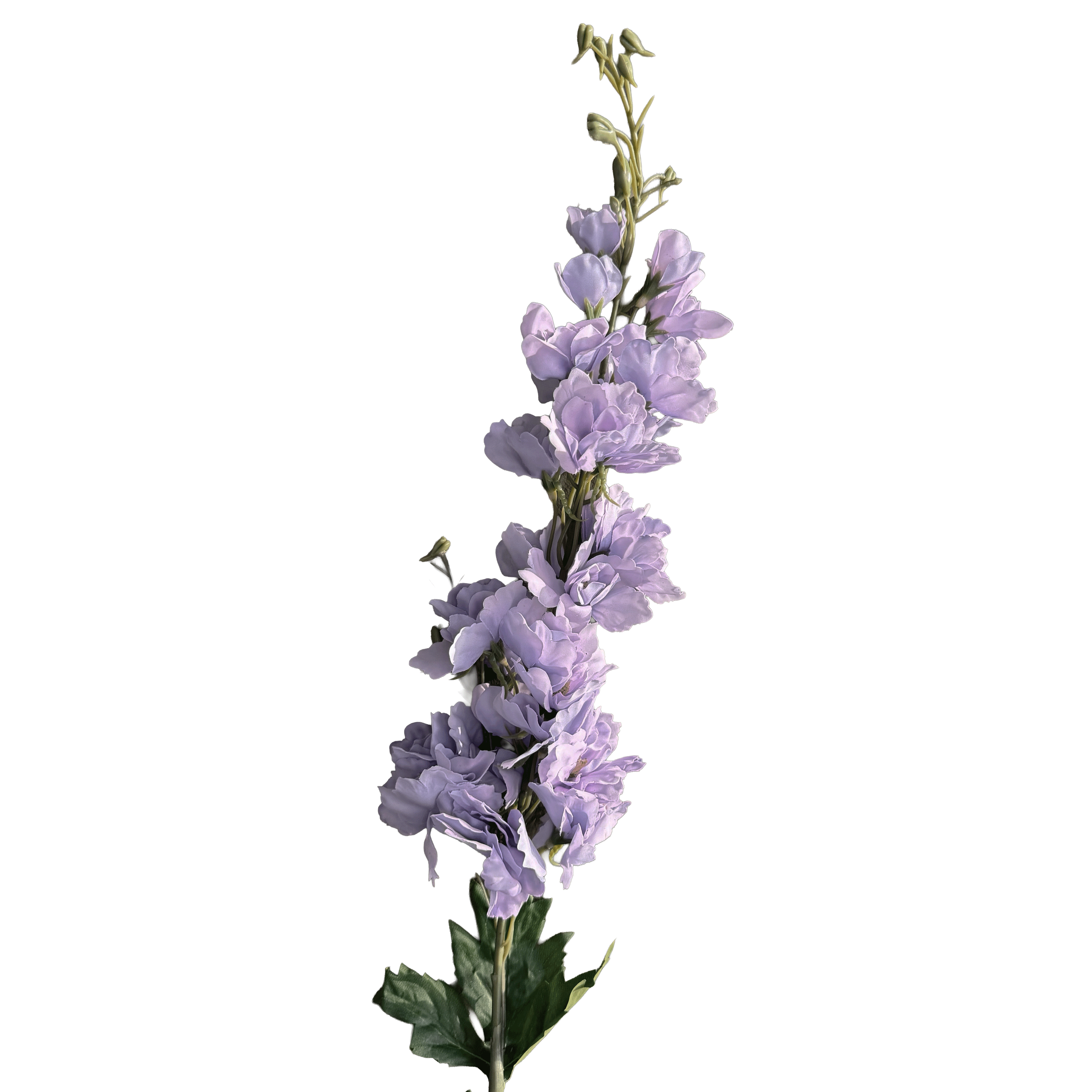 Delphinium — Lavender Haze