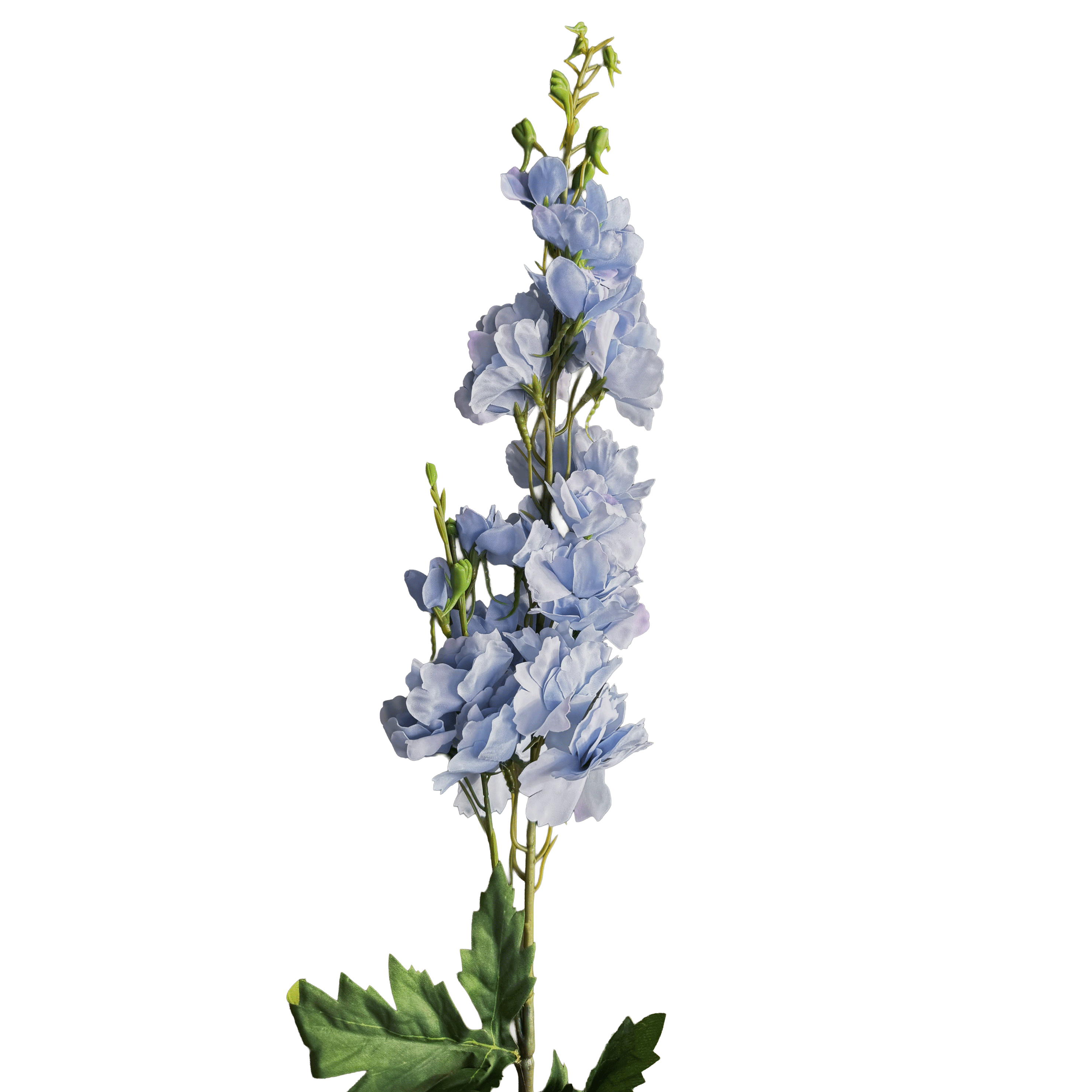 Delphinium — Celeste Blue