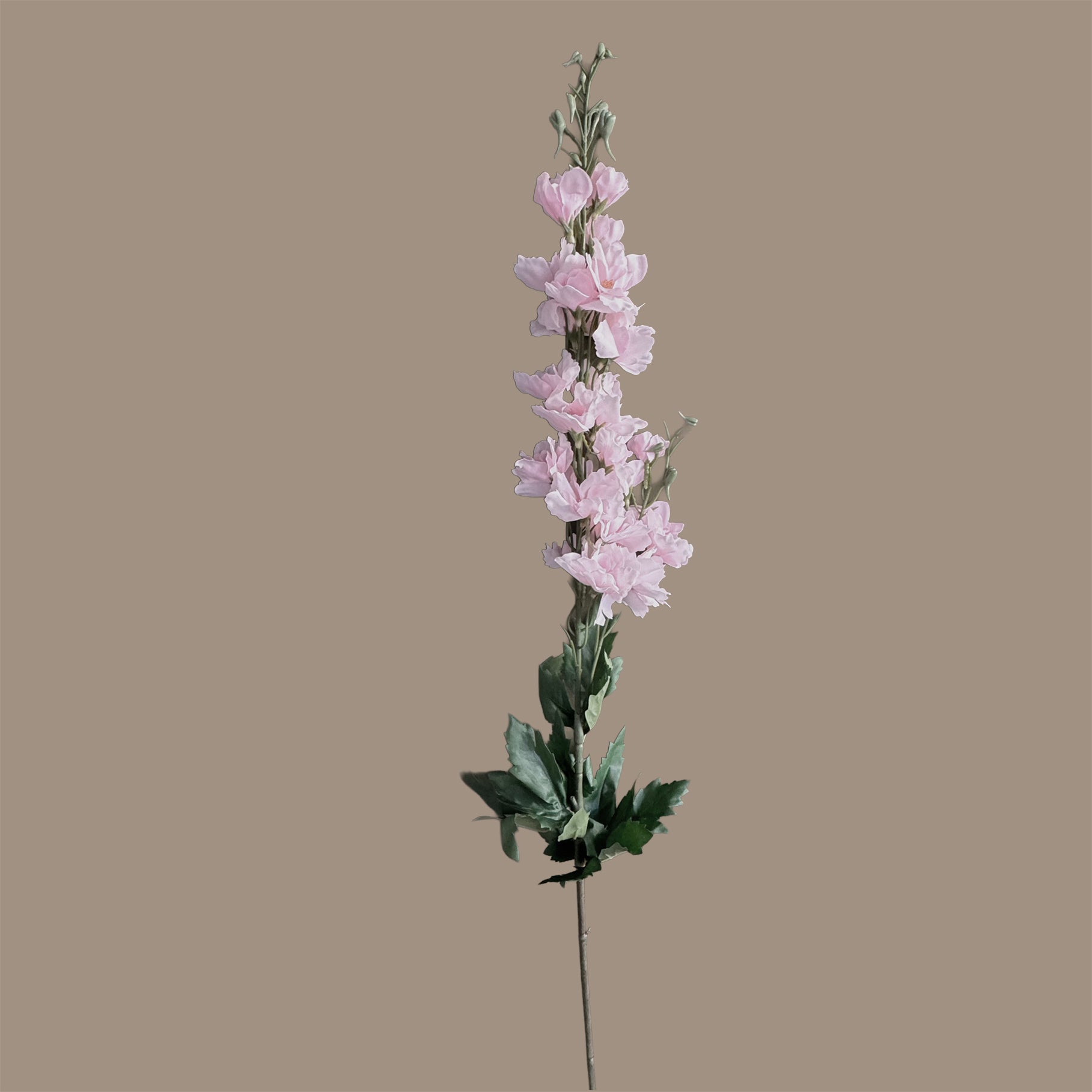 Delphinium — Ballet Pink