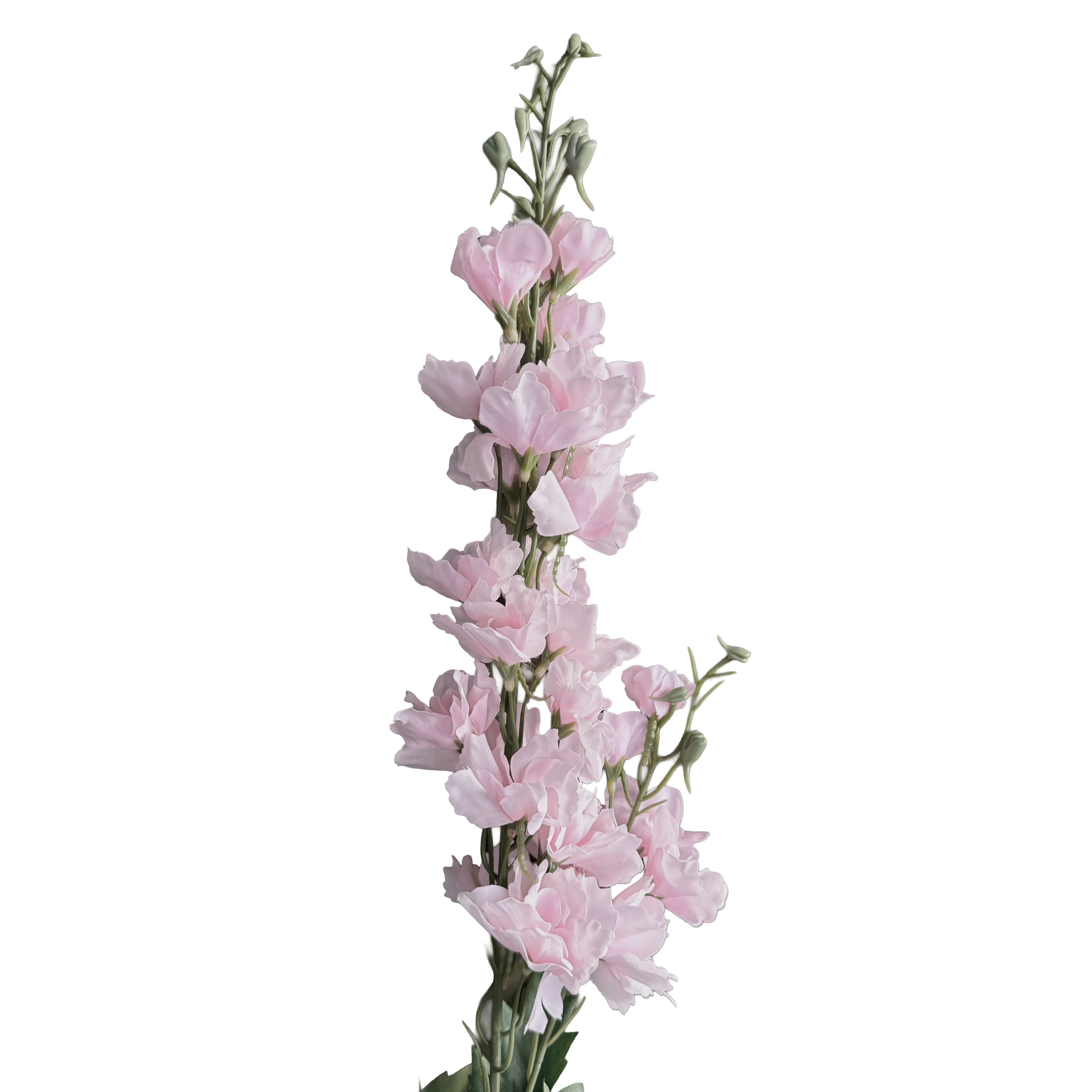 Delphinium — Ballet Pink
