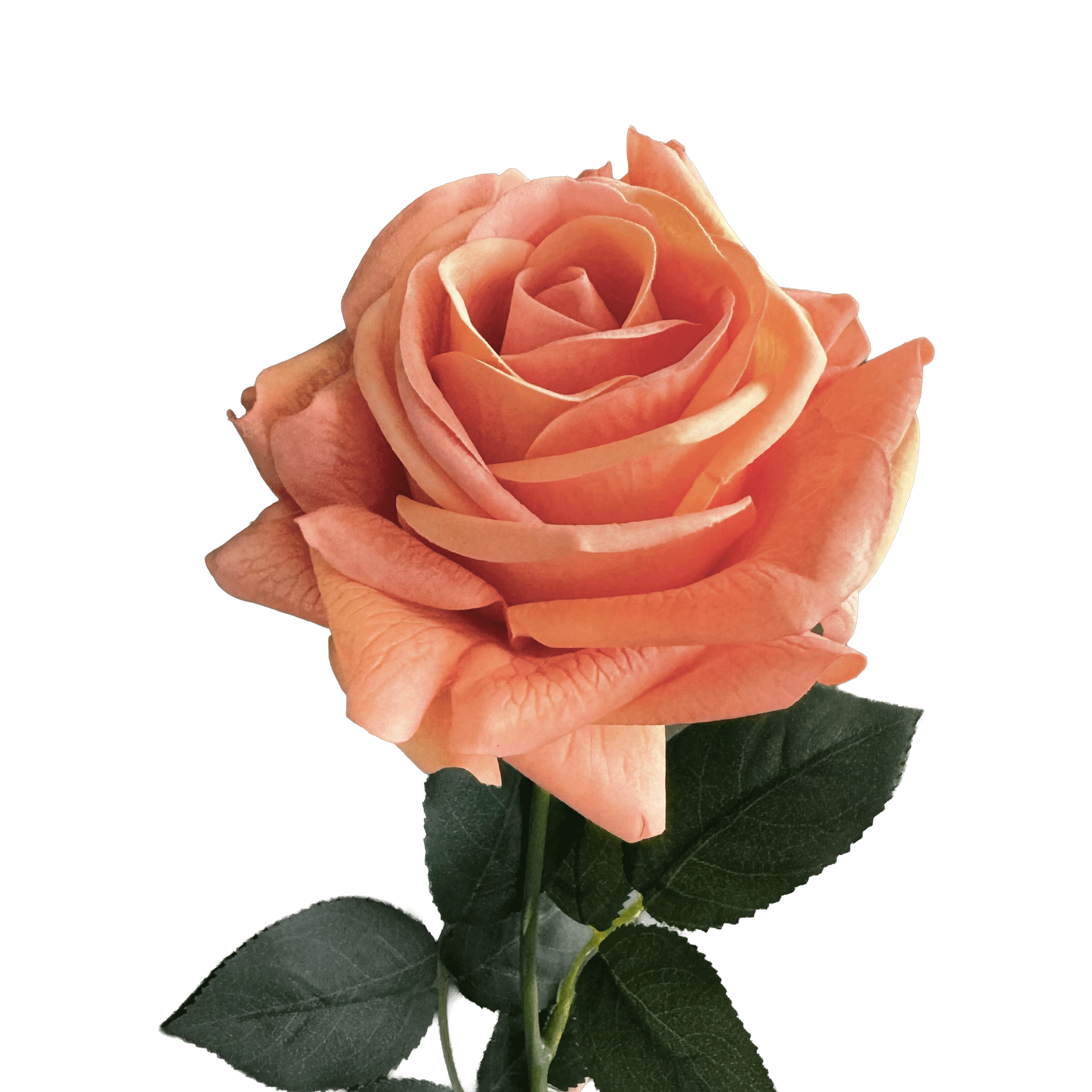 Artful Garden Rose — Mandarin Orange