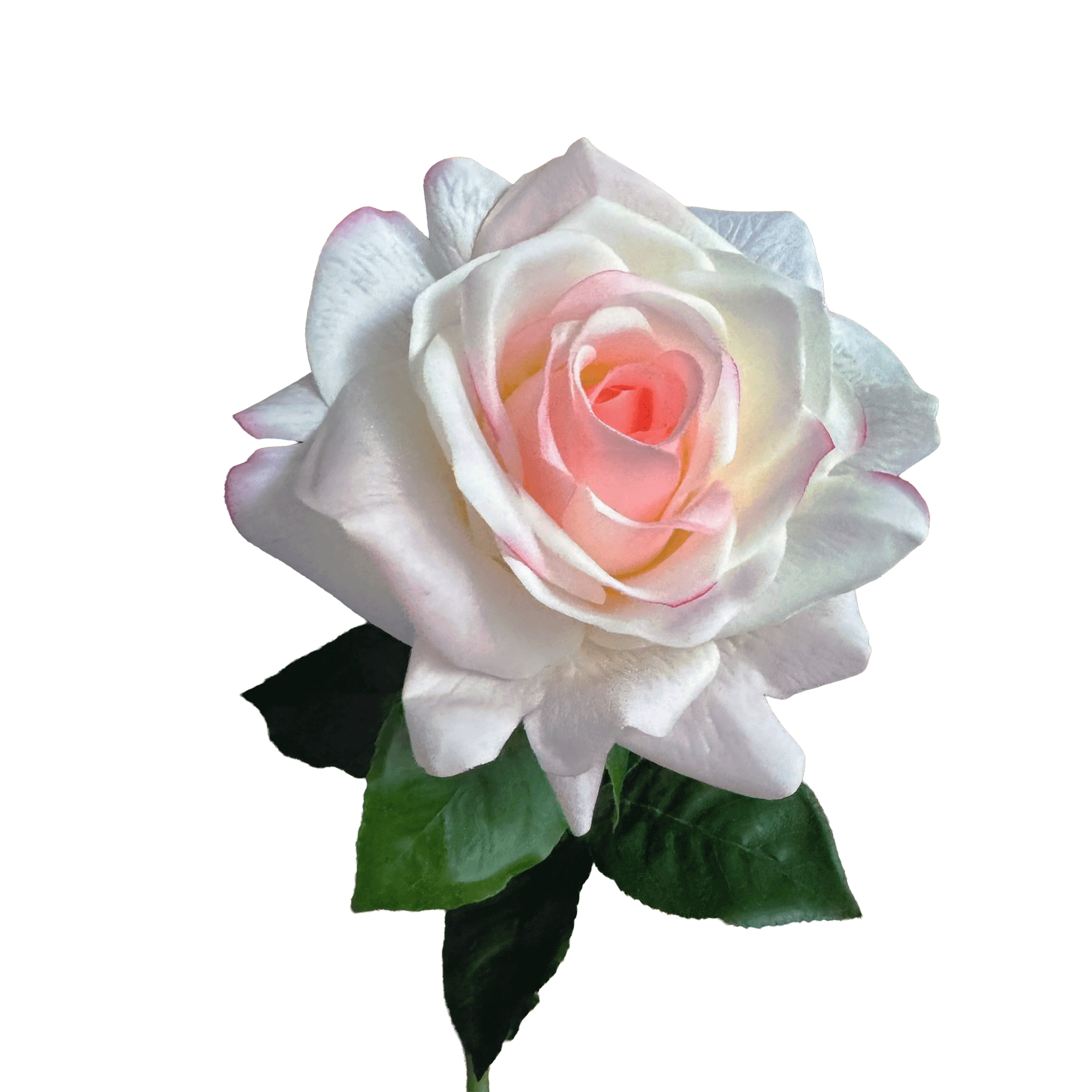 Aristocratic Rose — Rosewater Ivory