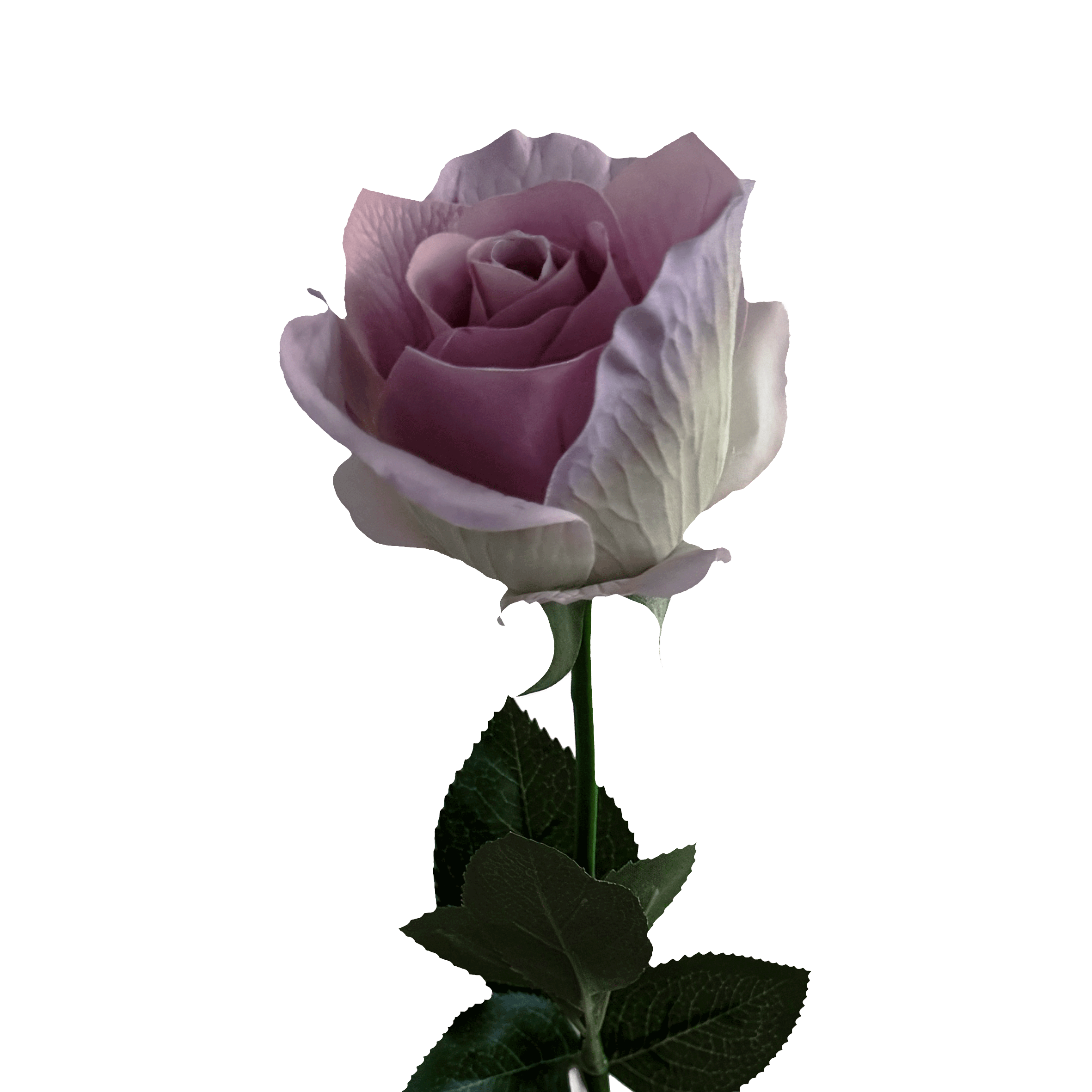 Heritage-inspired Rose — Lilac Porcelain