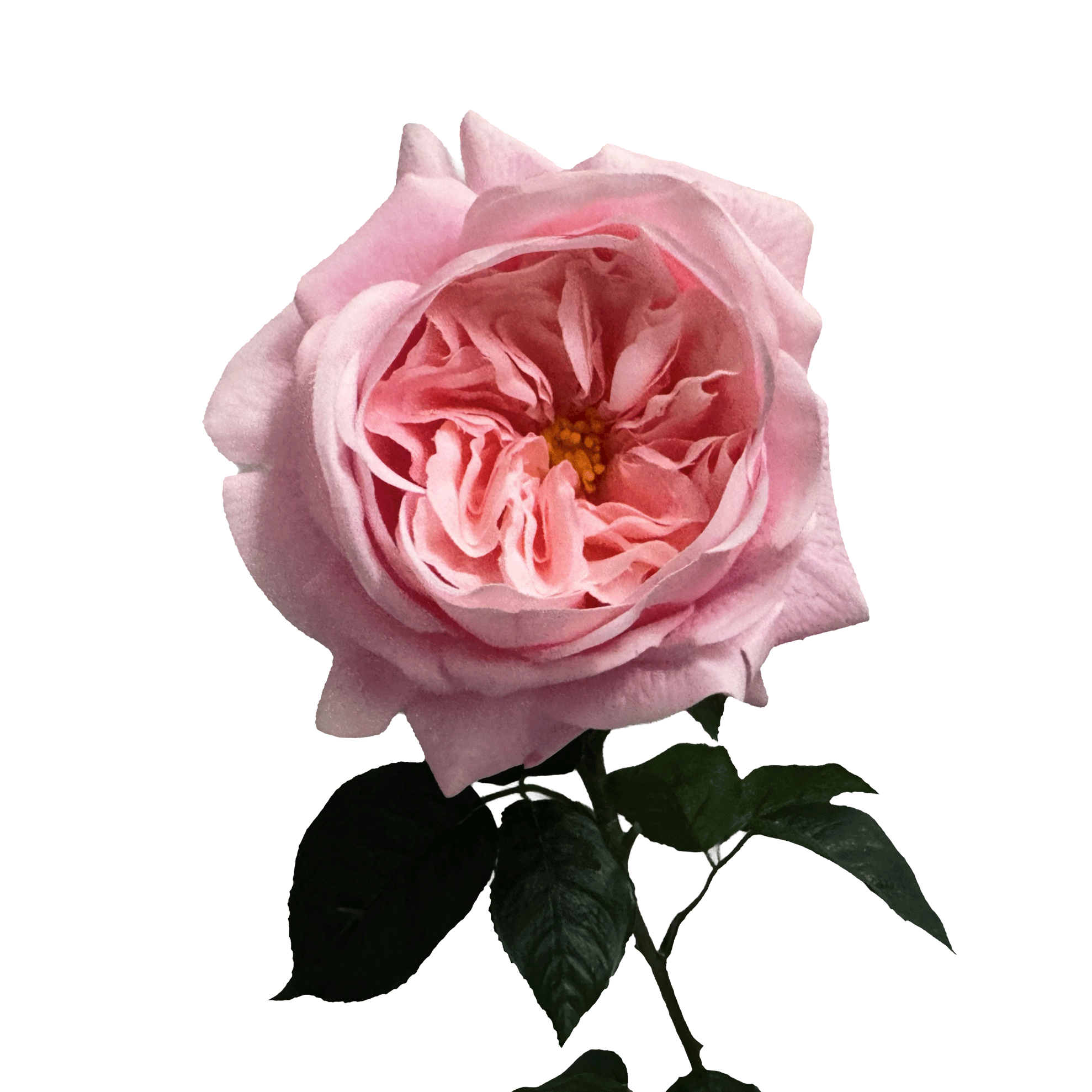 English Rosette-Style Rose with Bud — Chiffon Pink