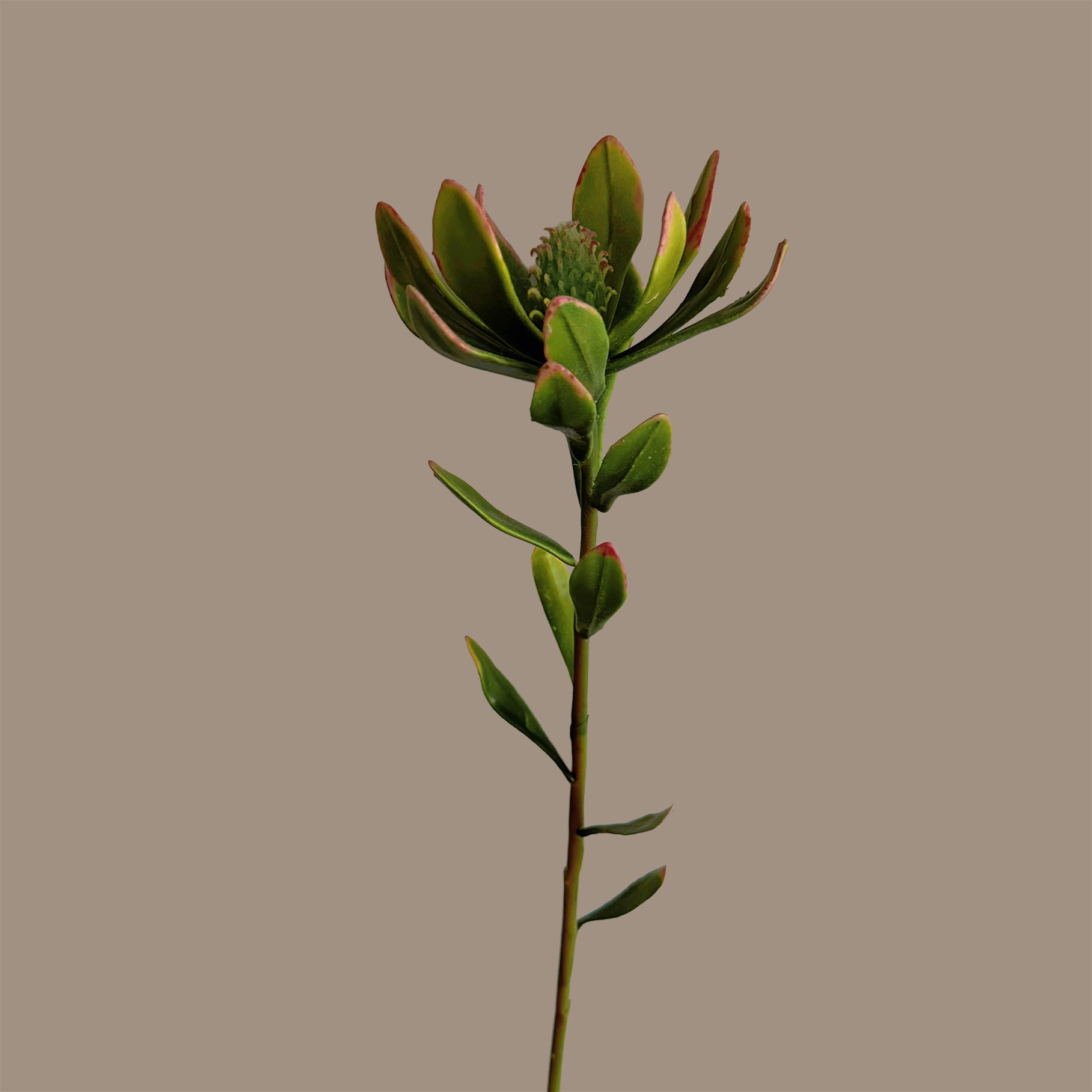 Leucadendron — Celadon Green