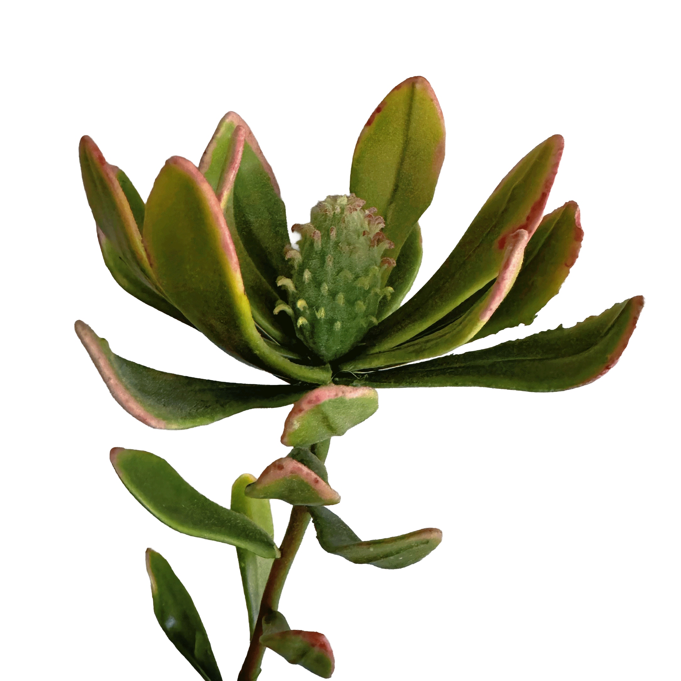 Leucadendron — Celadon Green