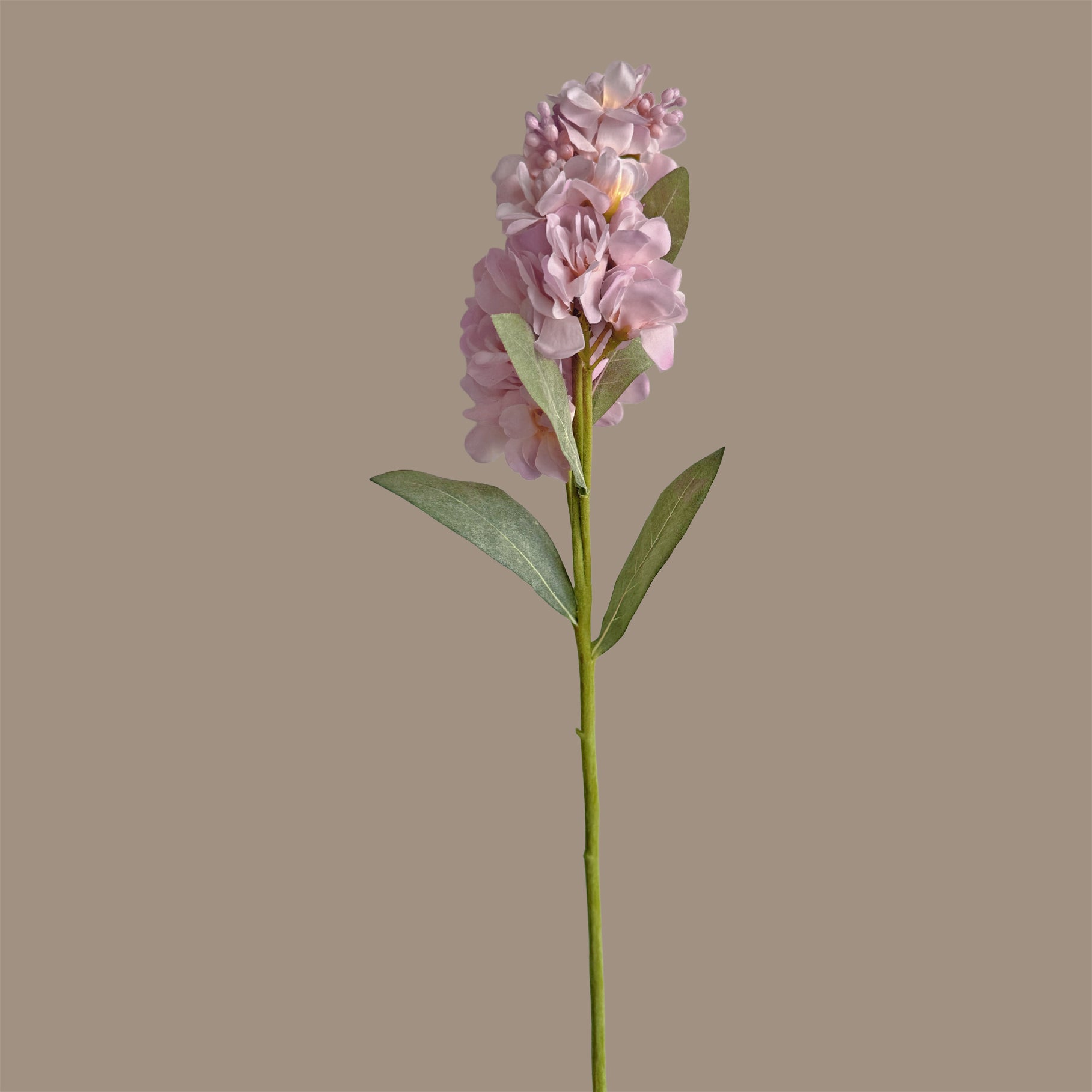 Stock Flower — Shell Pink