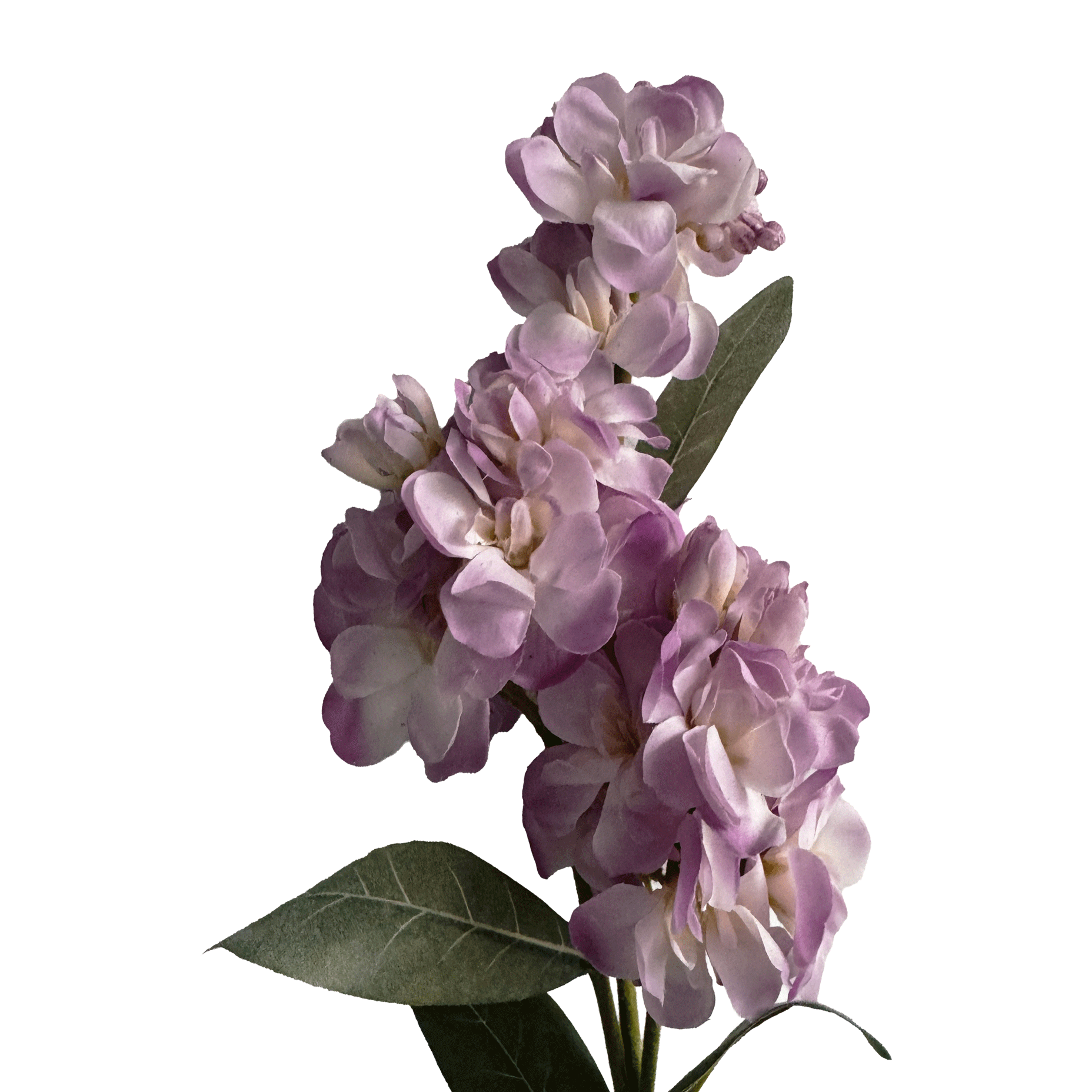 Stock Flower — Wisteria Purple