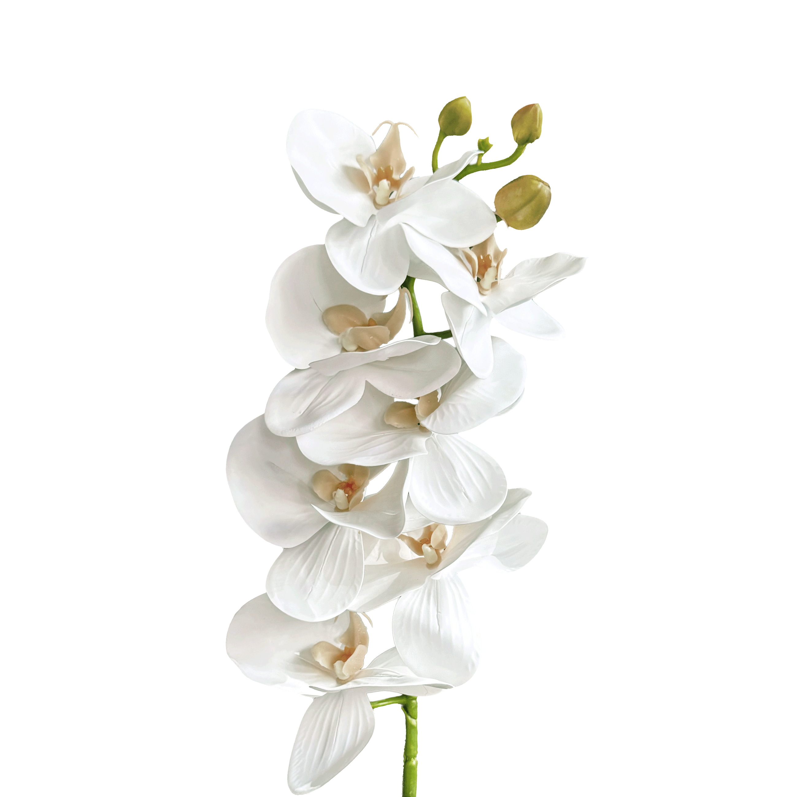 Poetic Phalaenopsis Orchid (Seven Blooms) — Bridal White